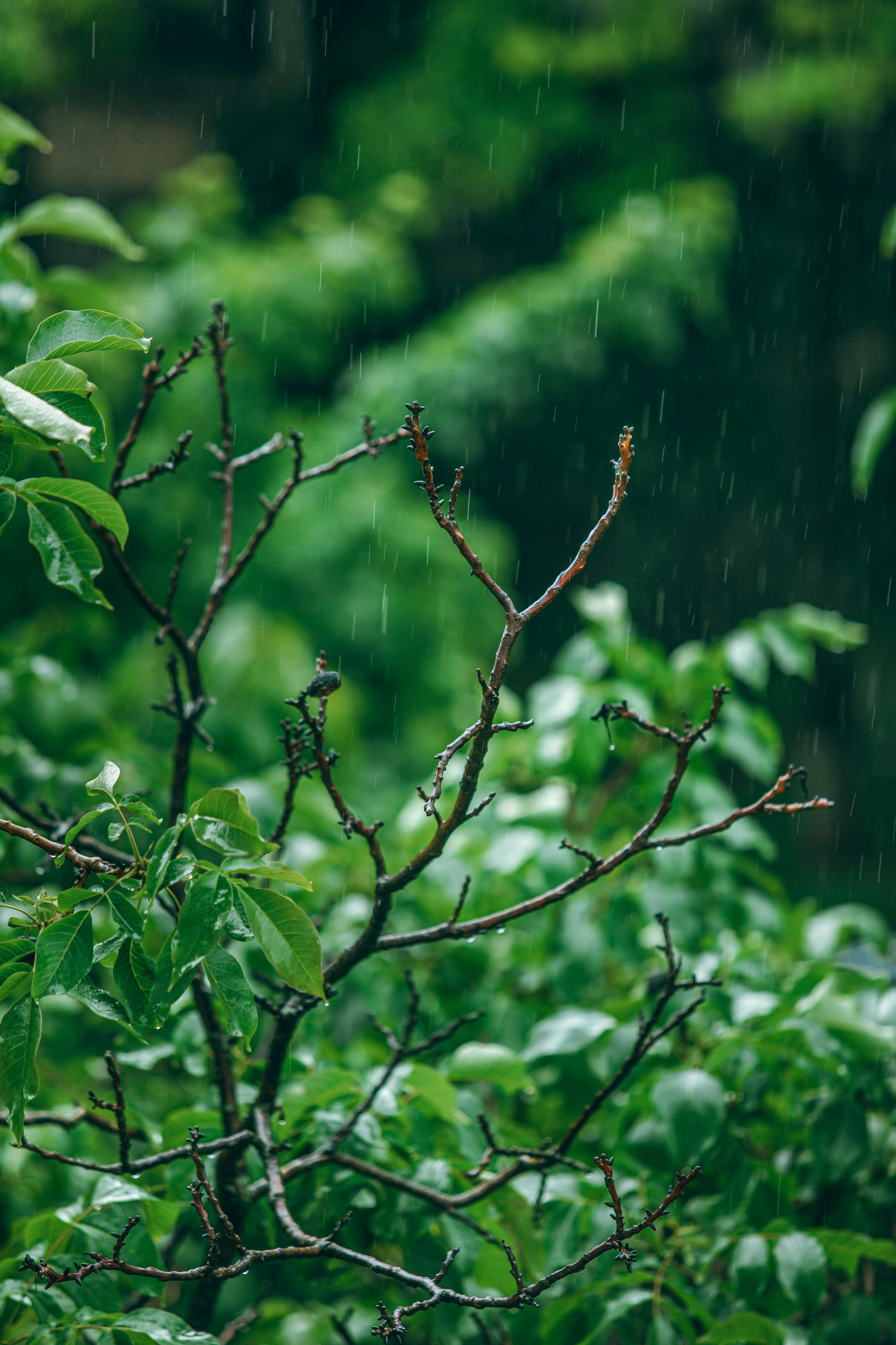 Rain falling on green leaves and bare branches.
