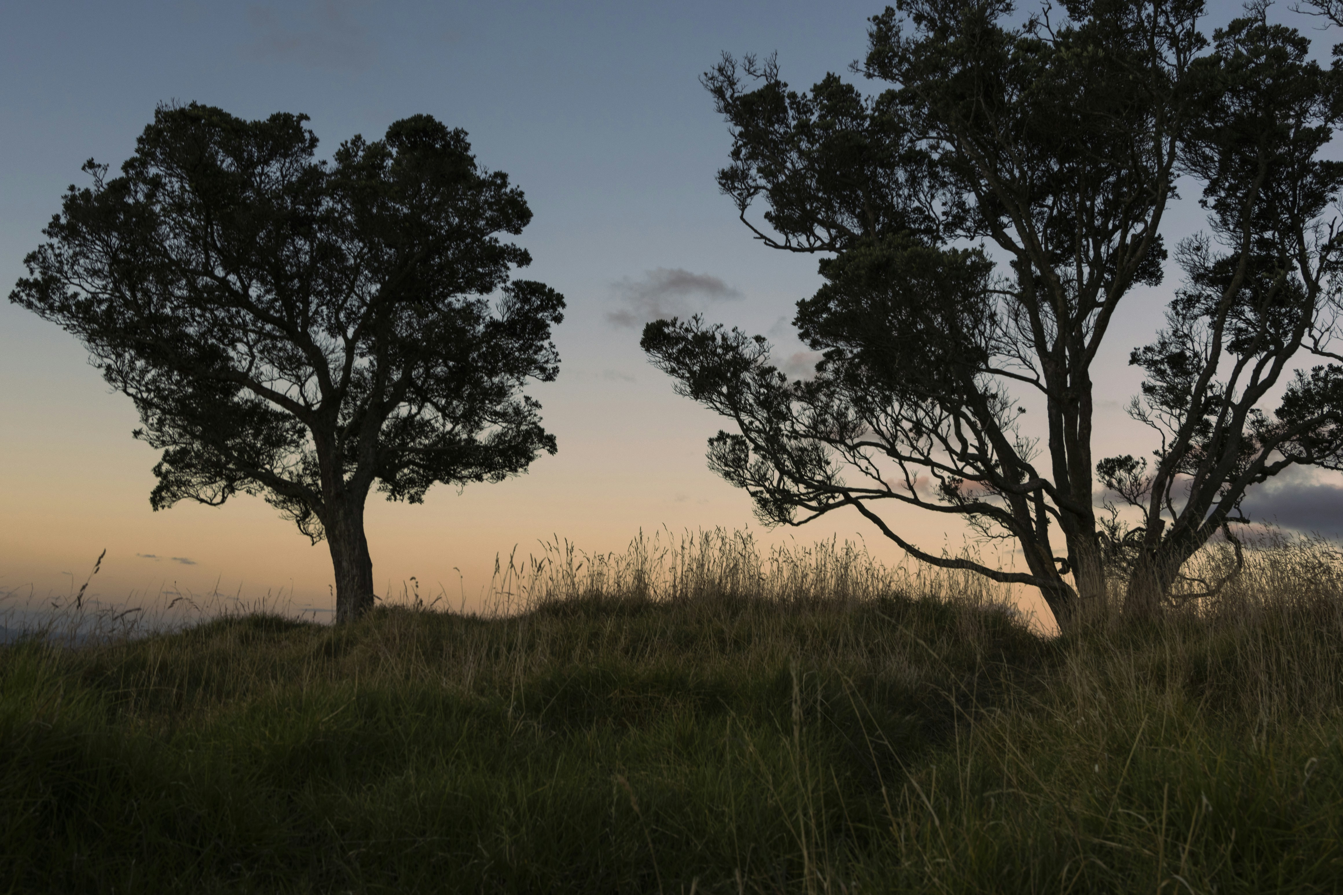 Two silhouetted trees stand on a grassy hill at twilight.