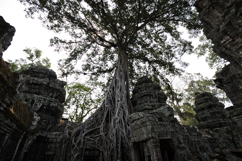 Raíces gigantes que envuelven los muros de un templo en Angkor
