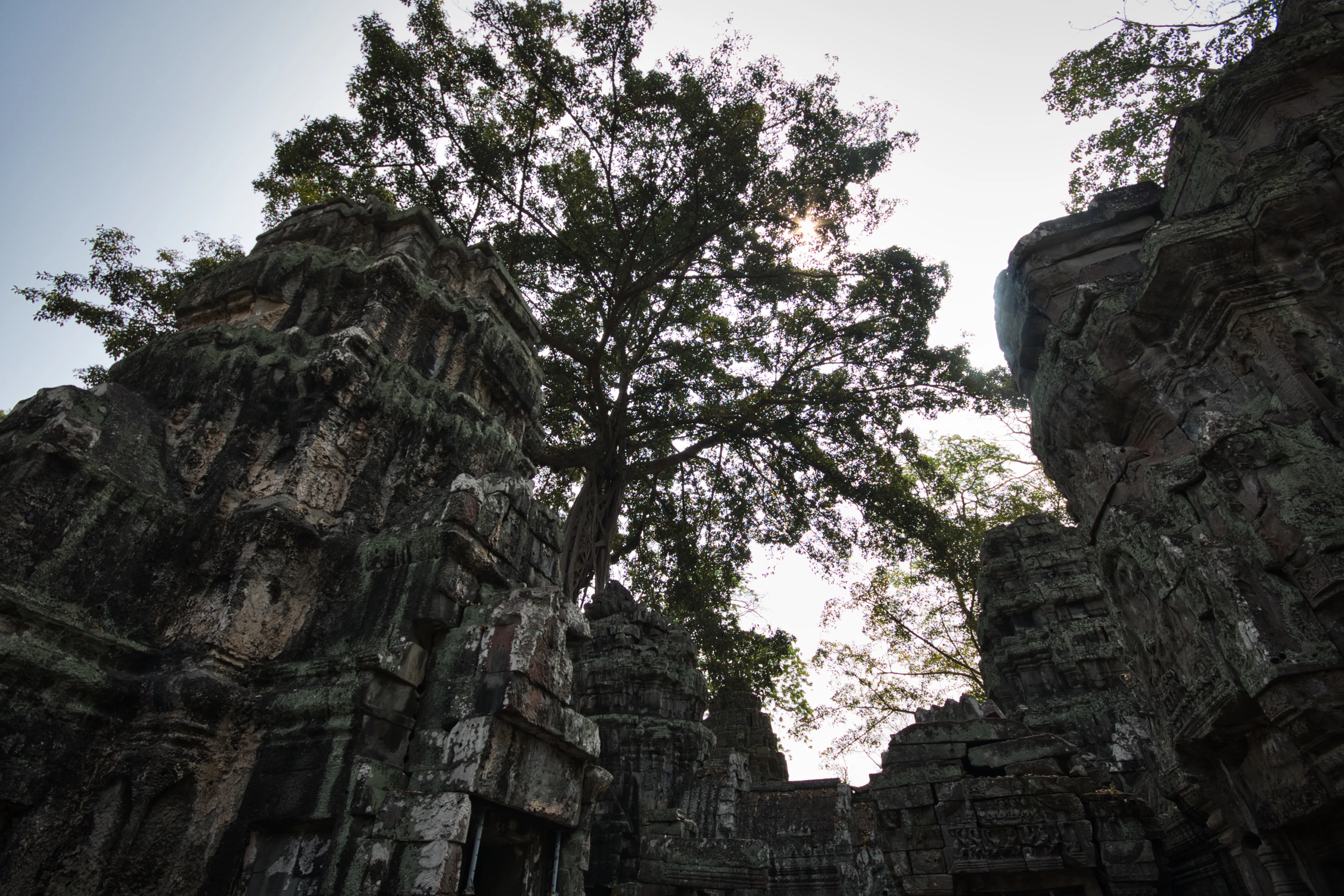 Ancient stone ruins reclaimed by jungle trees