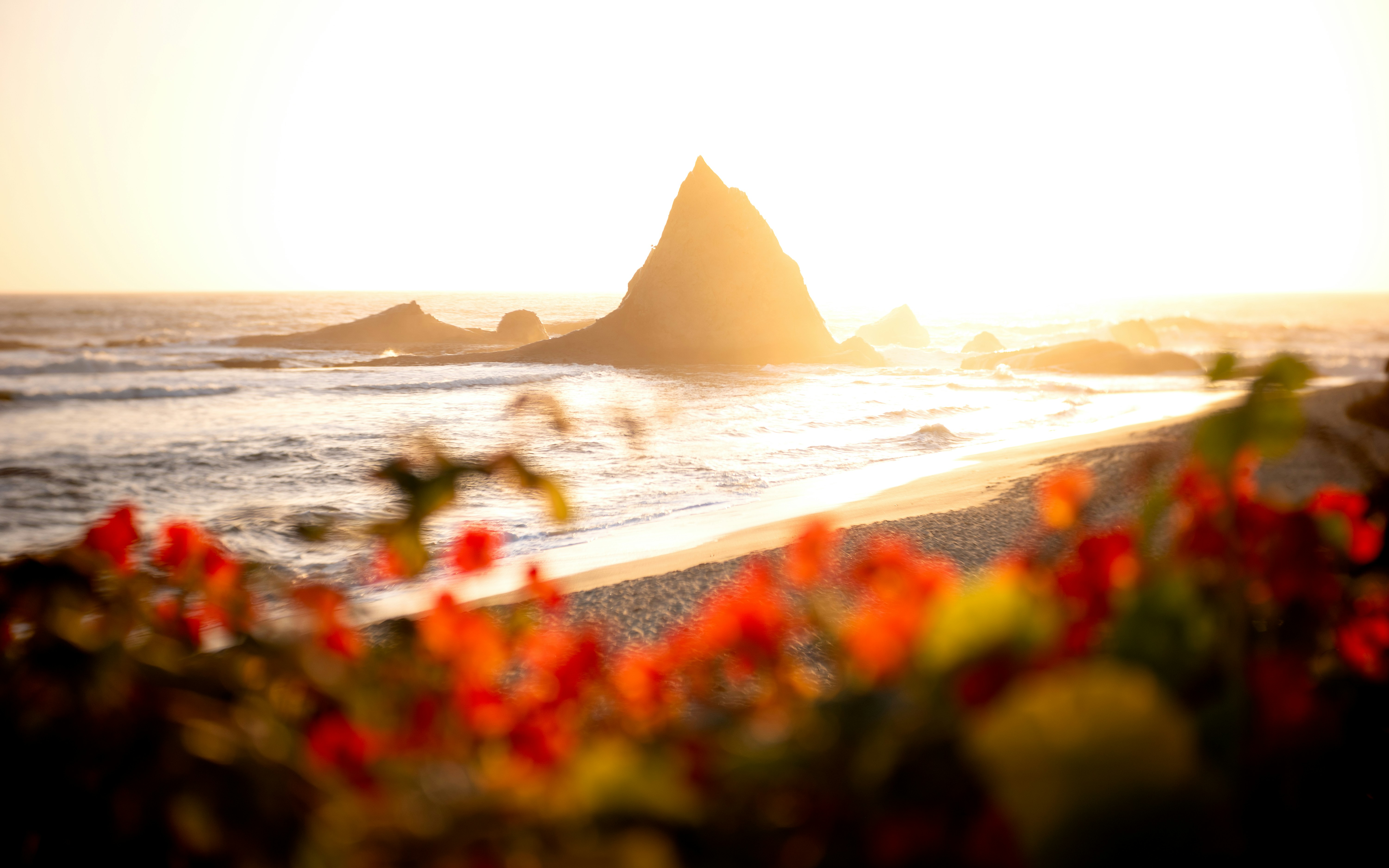 Golden sunset over a rocky beach with vibrant red flowers.
