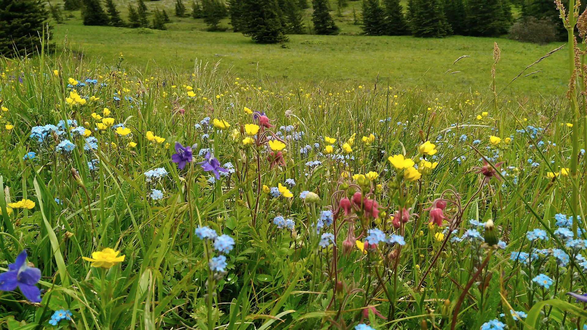 A vibrant meadow filled with colorful wildflowers and green grass.