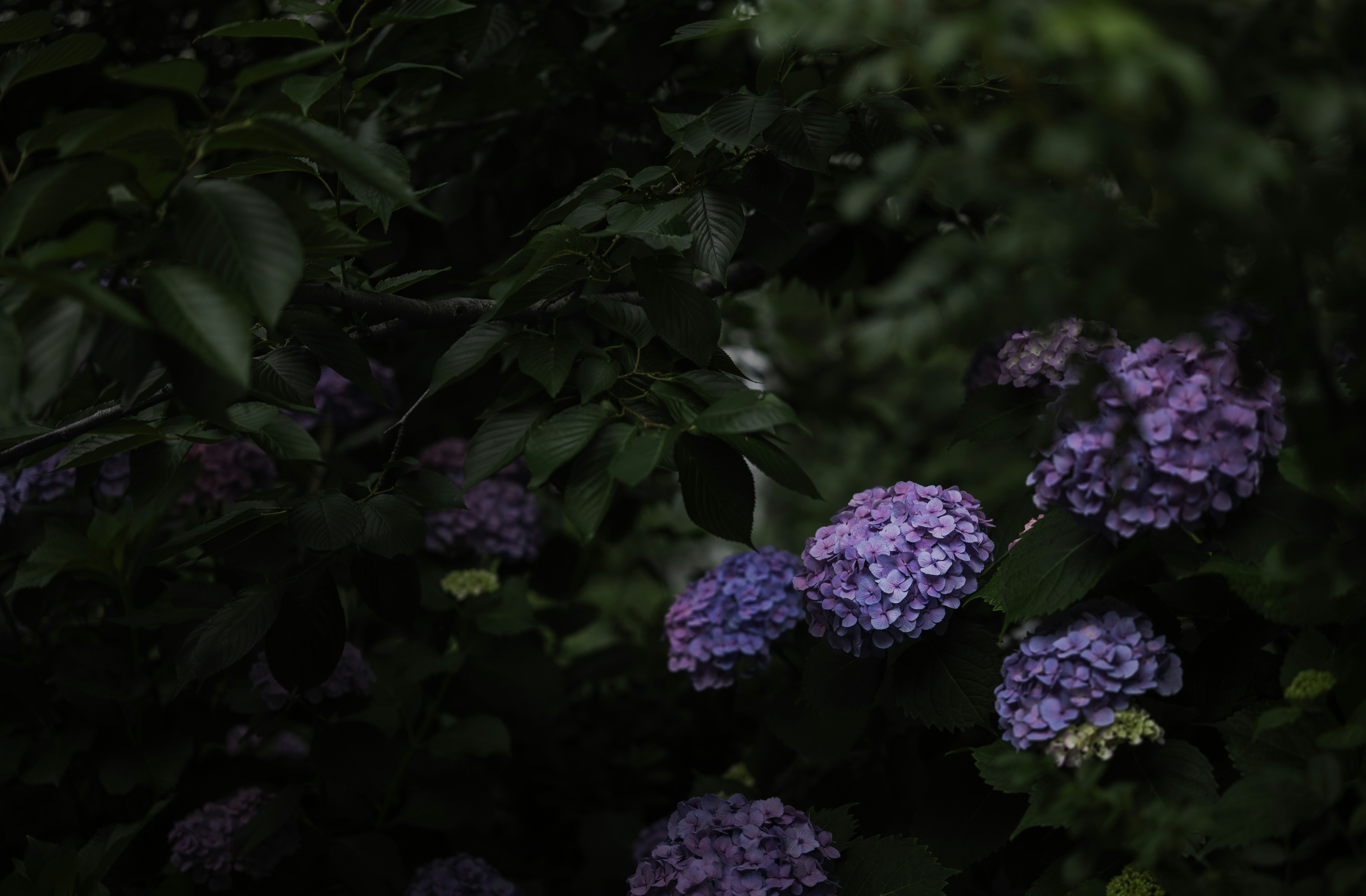 Photo by jeehoo