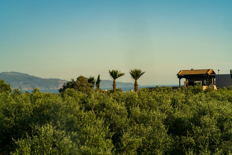 Olive trees on a terrace above the sea