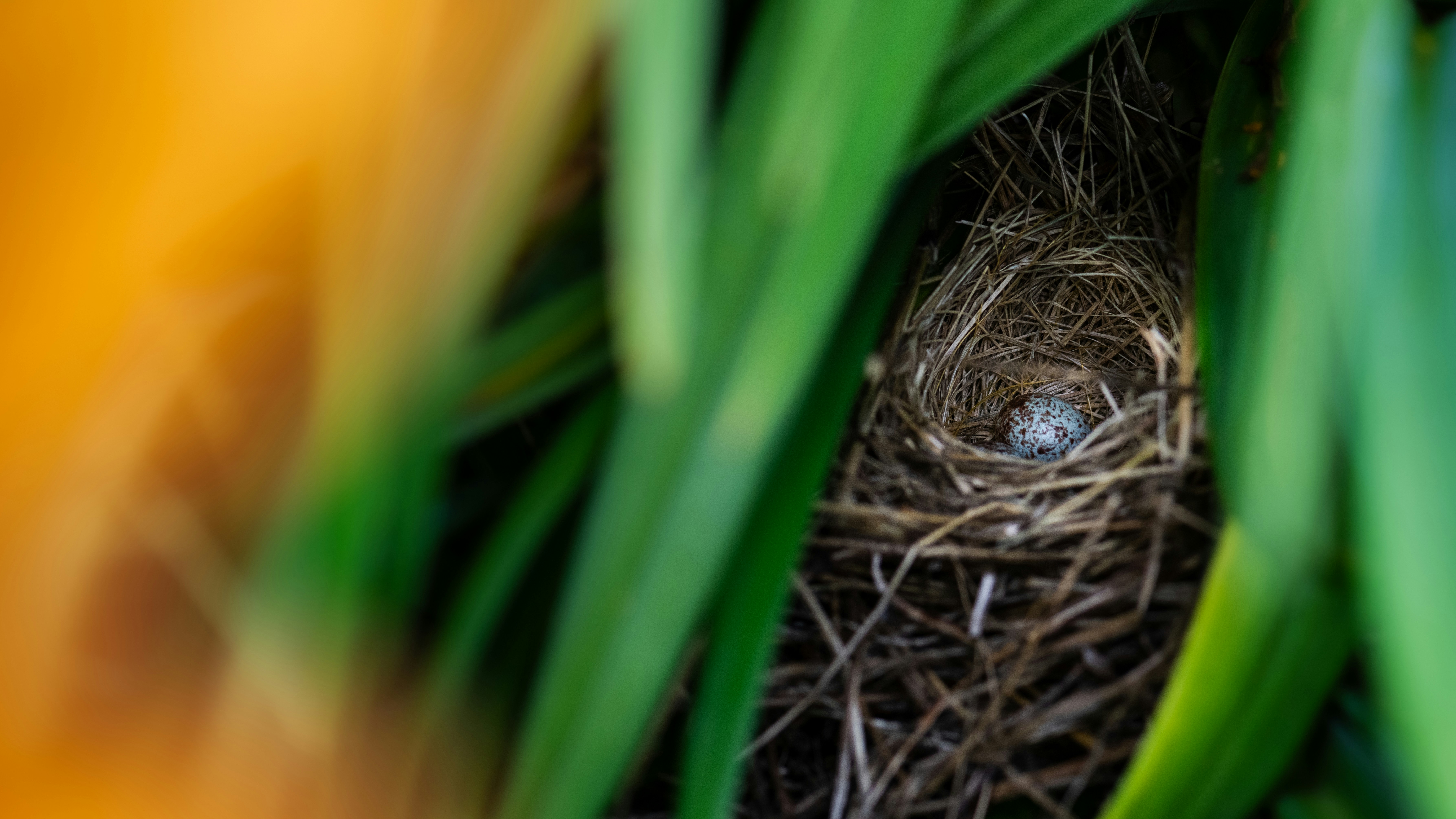 A bird's nest with one egg hidden among green leaves.