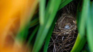 A bird's nest with one egg hidden among green leaves.