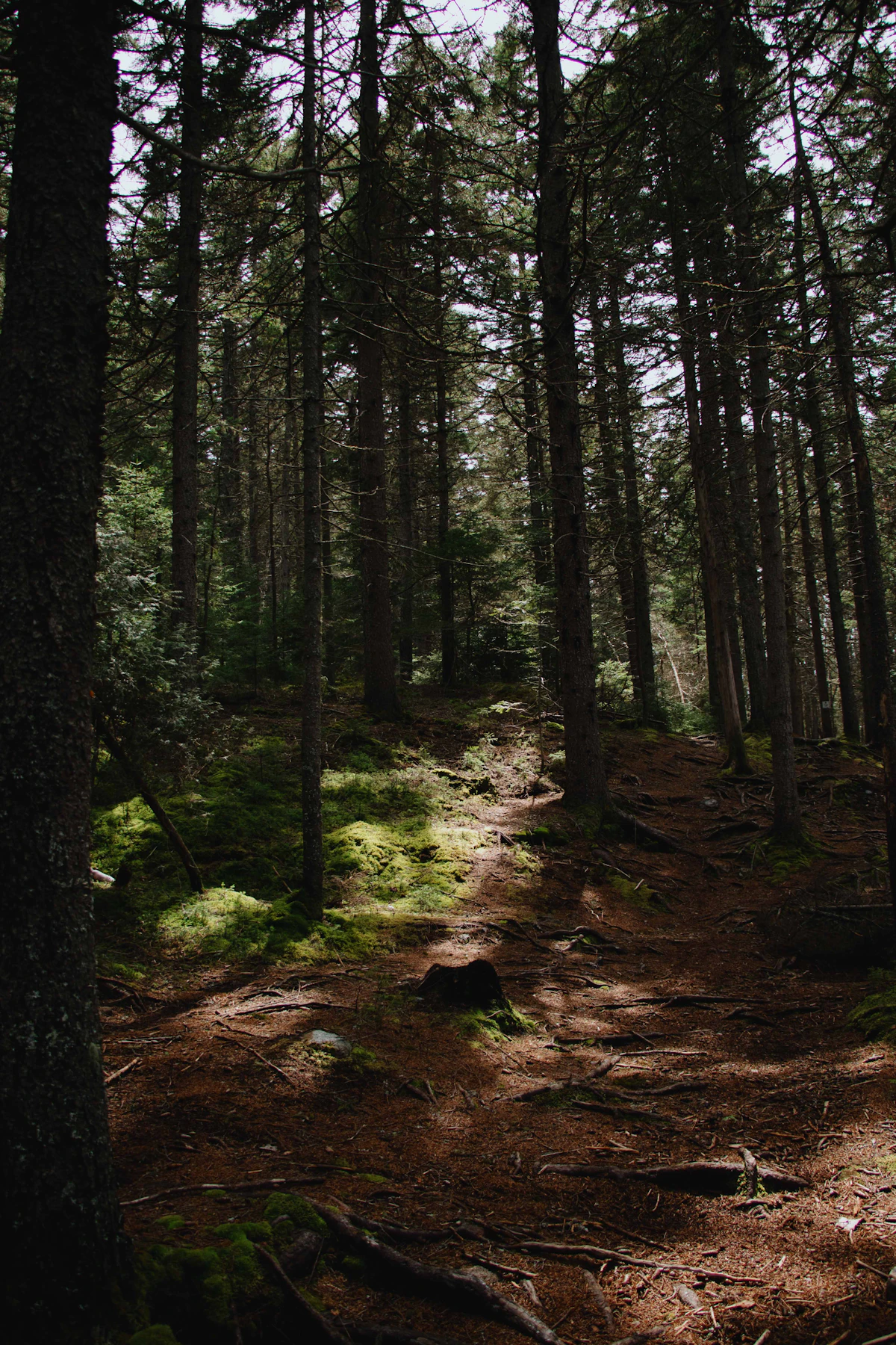 Patagonian forest trail among tall trees