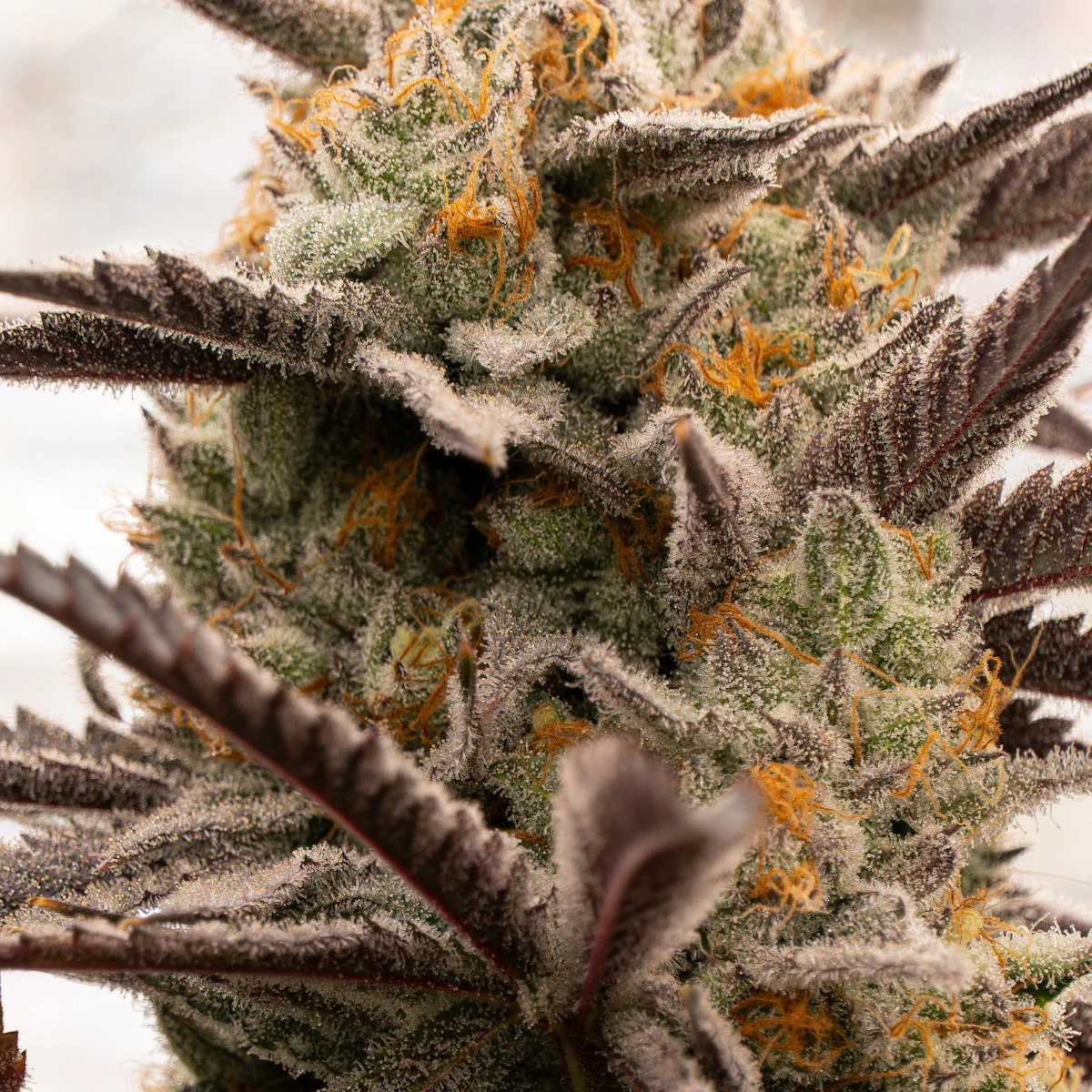 Frosty cannabis bud covered in resinous trichomes with orange pistils