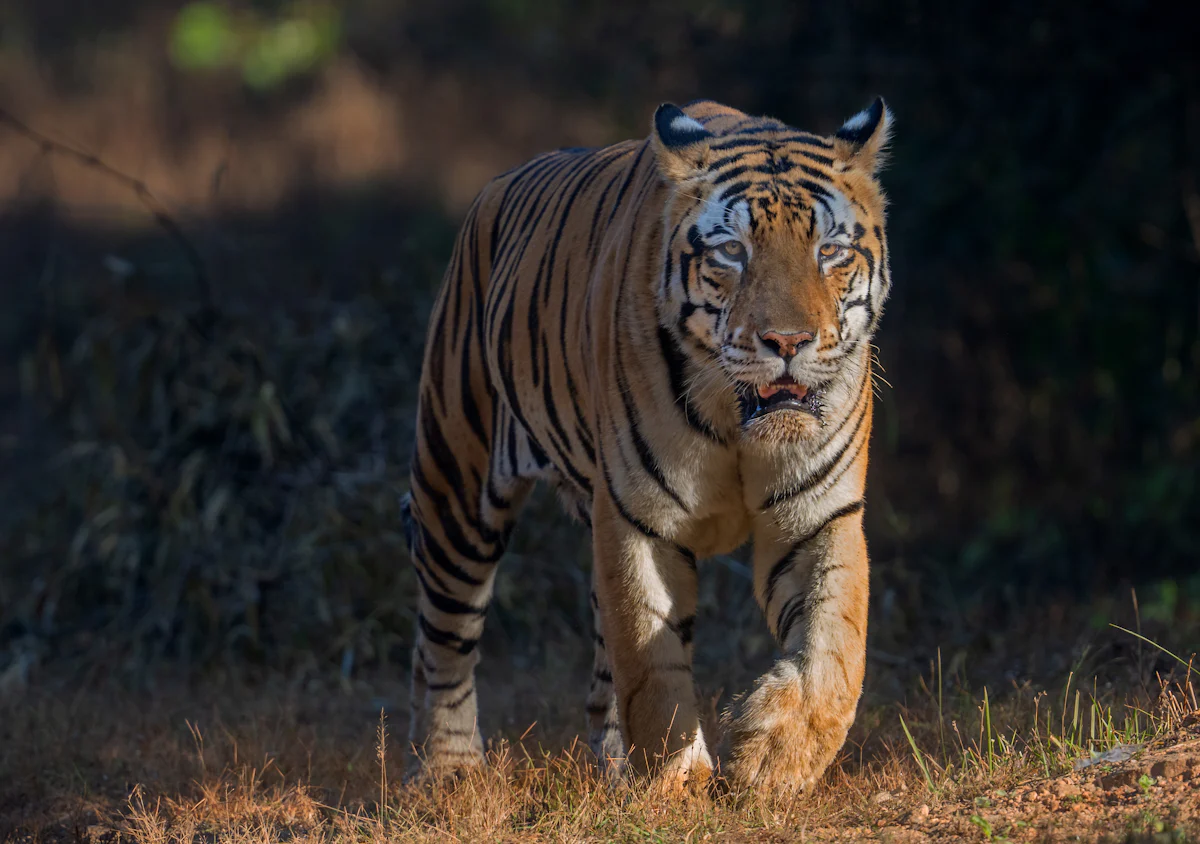 Tadoba Andhari Tiger Reserve