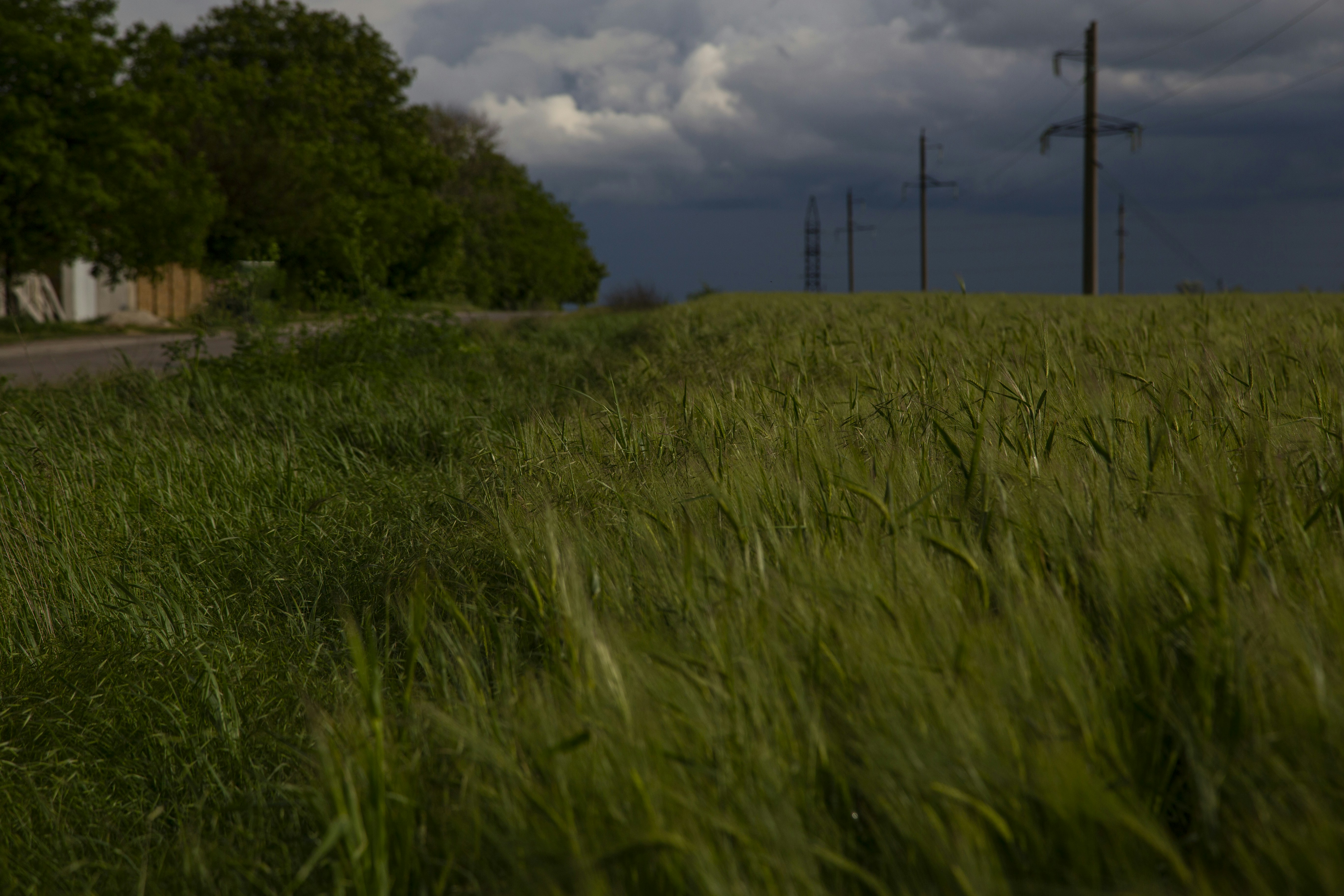 Green field with swaying crops under a dark, cloudy sky.