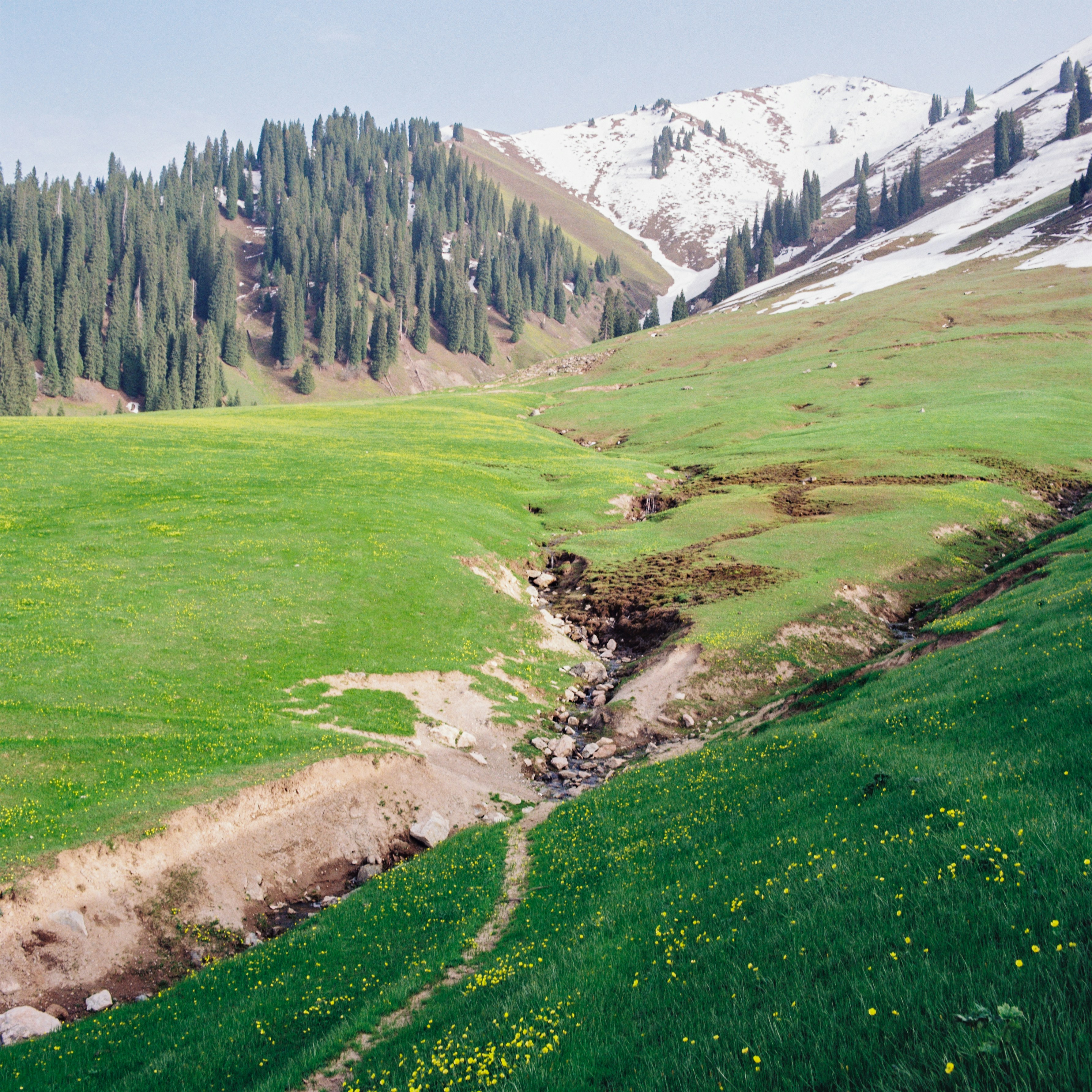 Green valley with stream, pine trees, and snow-capped mountains.