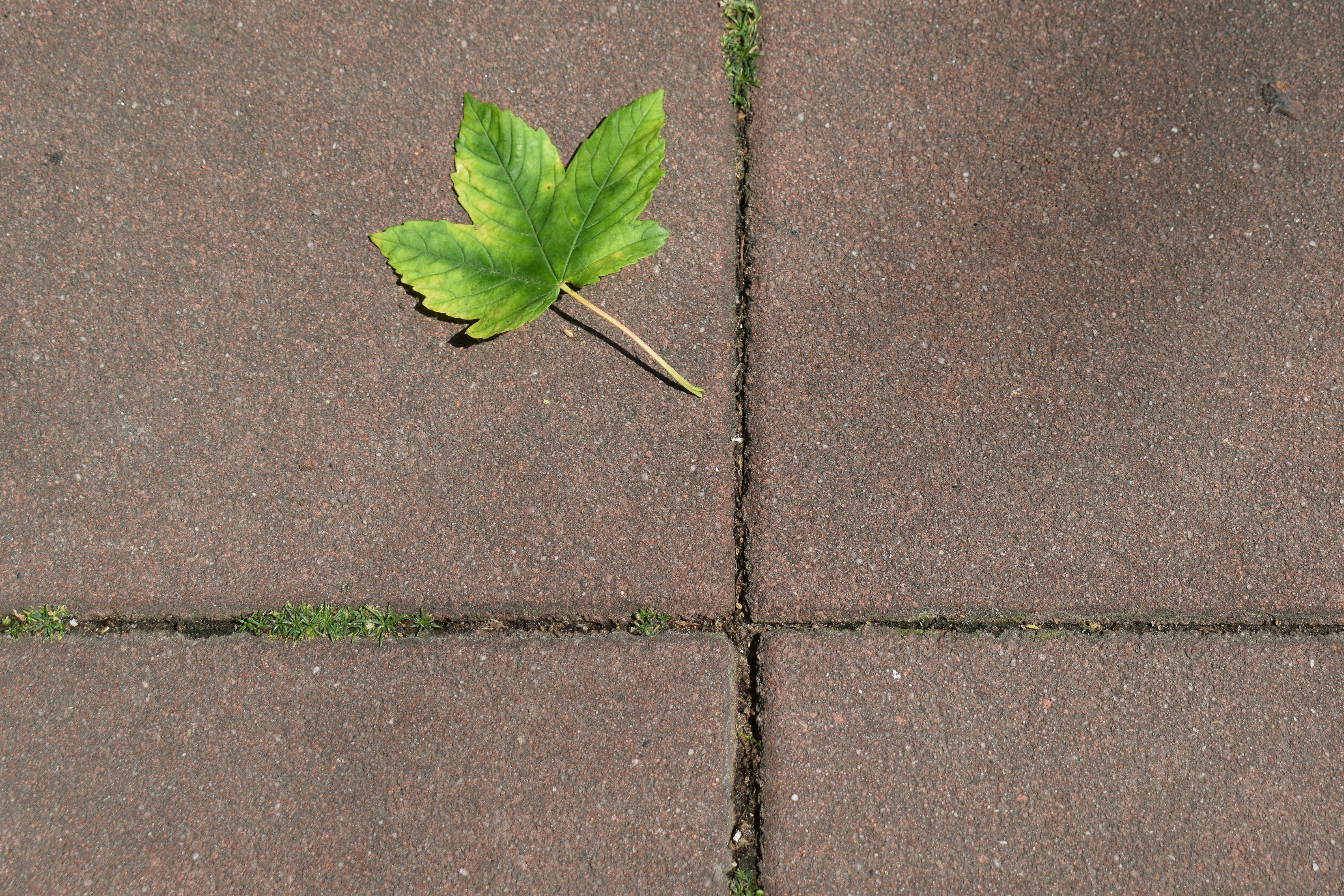 A single green leaf rests on a brown paved surface.