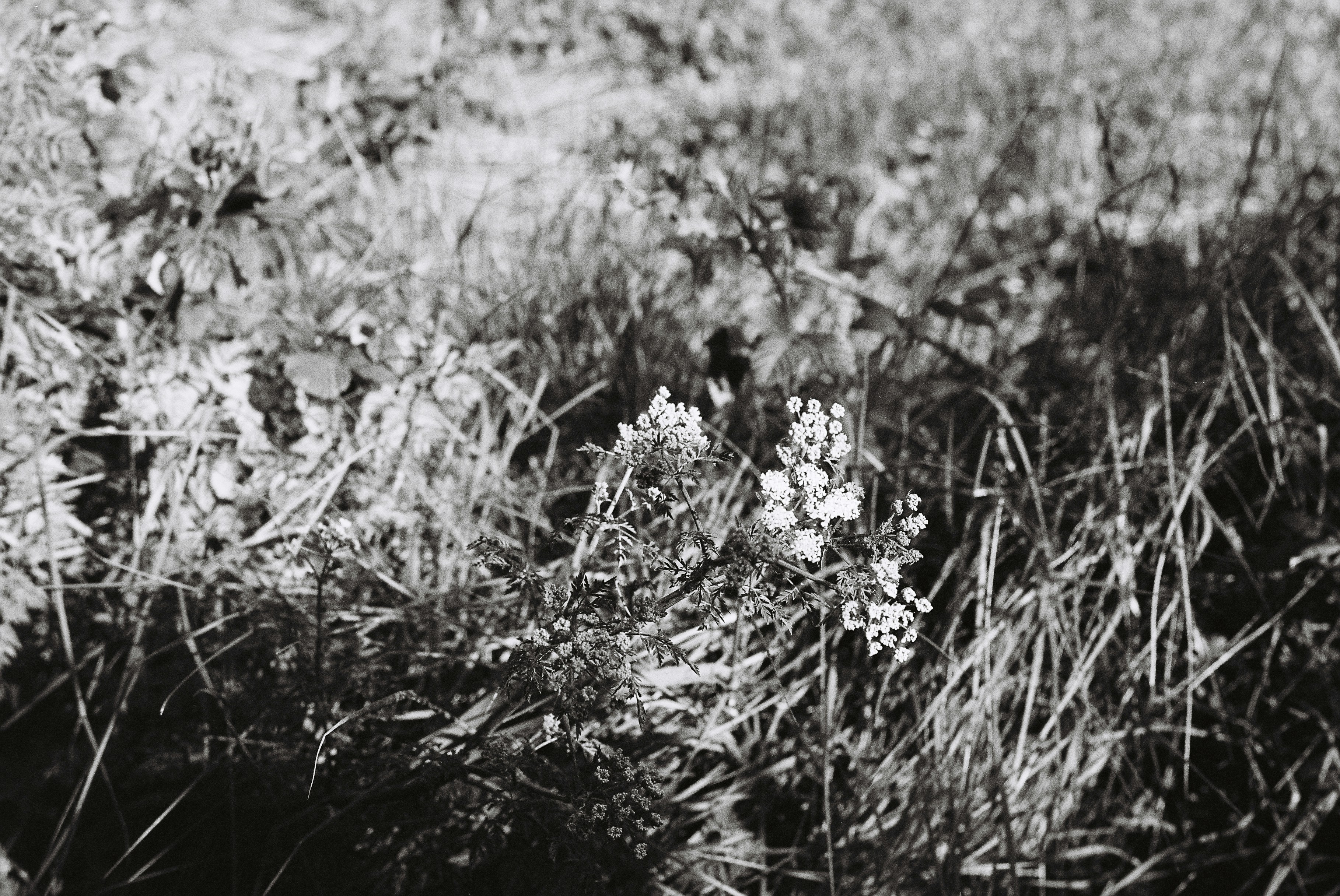 Photo by tanyabarrow