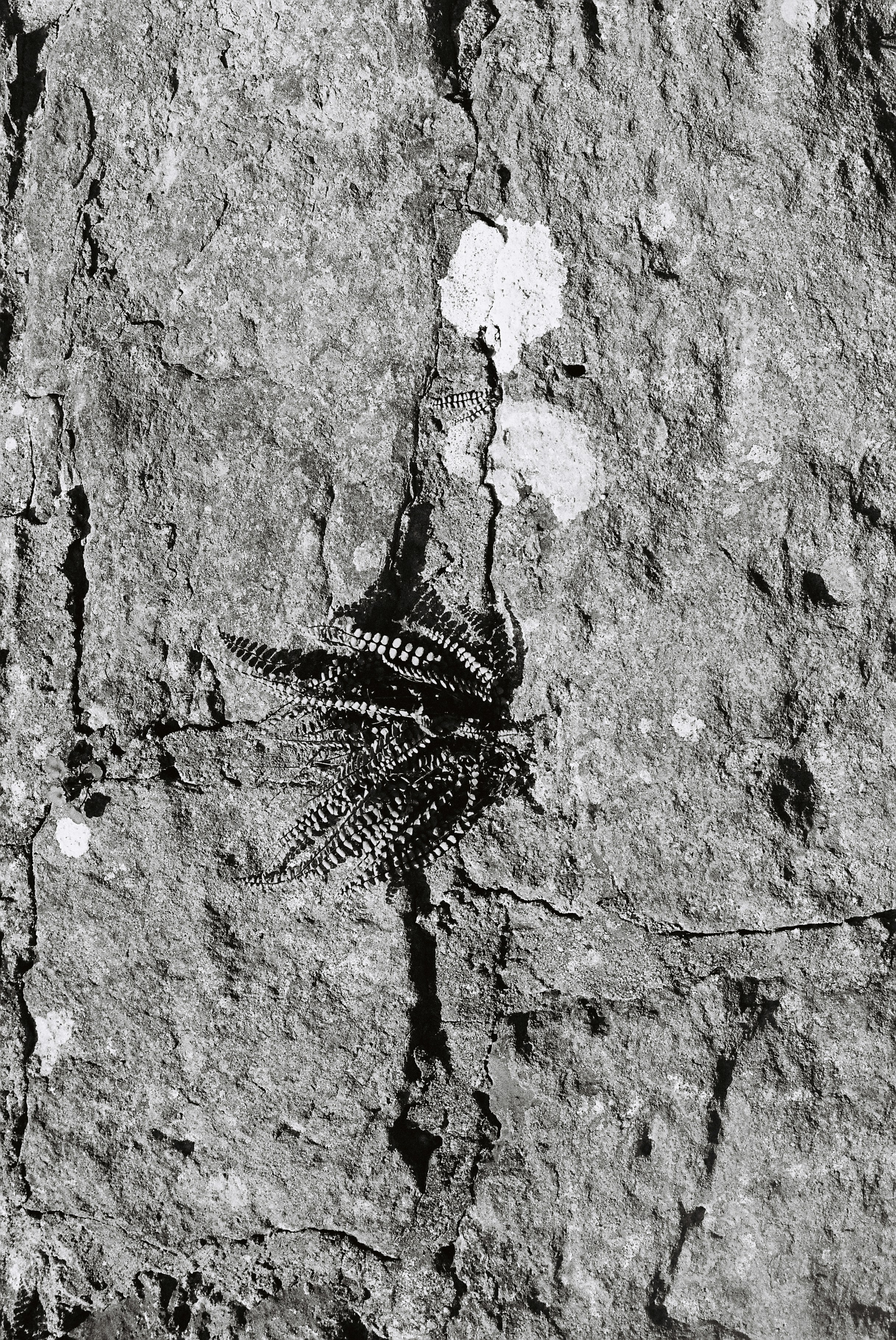 Textured rock with a small fern growing in a crevice.
