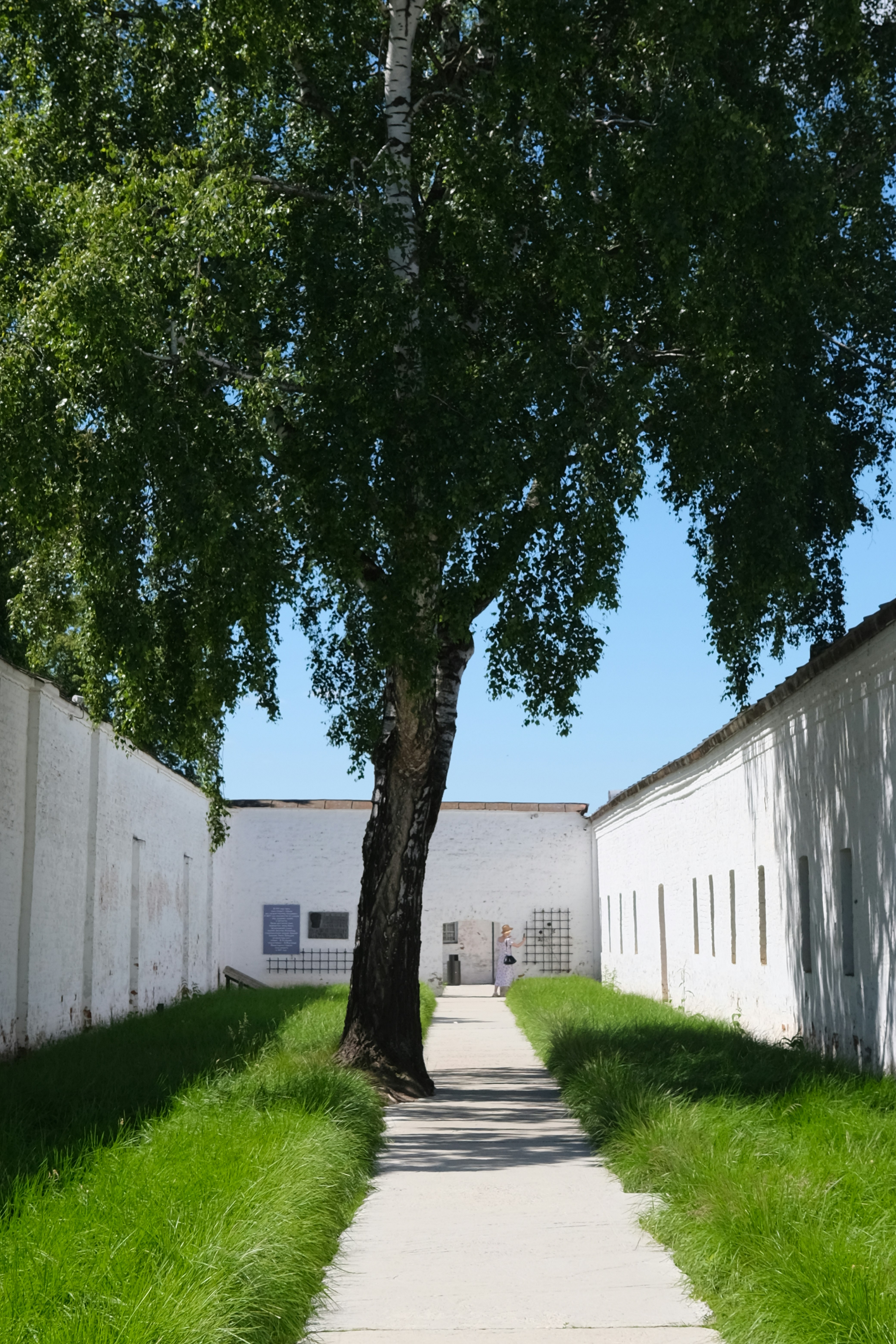A tall tree stands on a pathway between white walls.