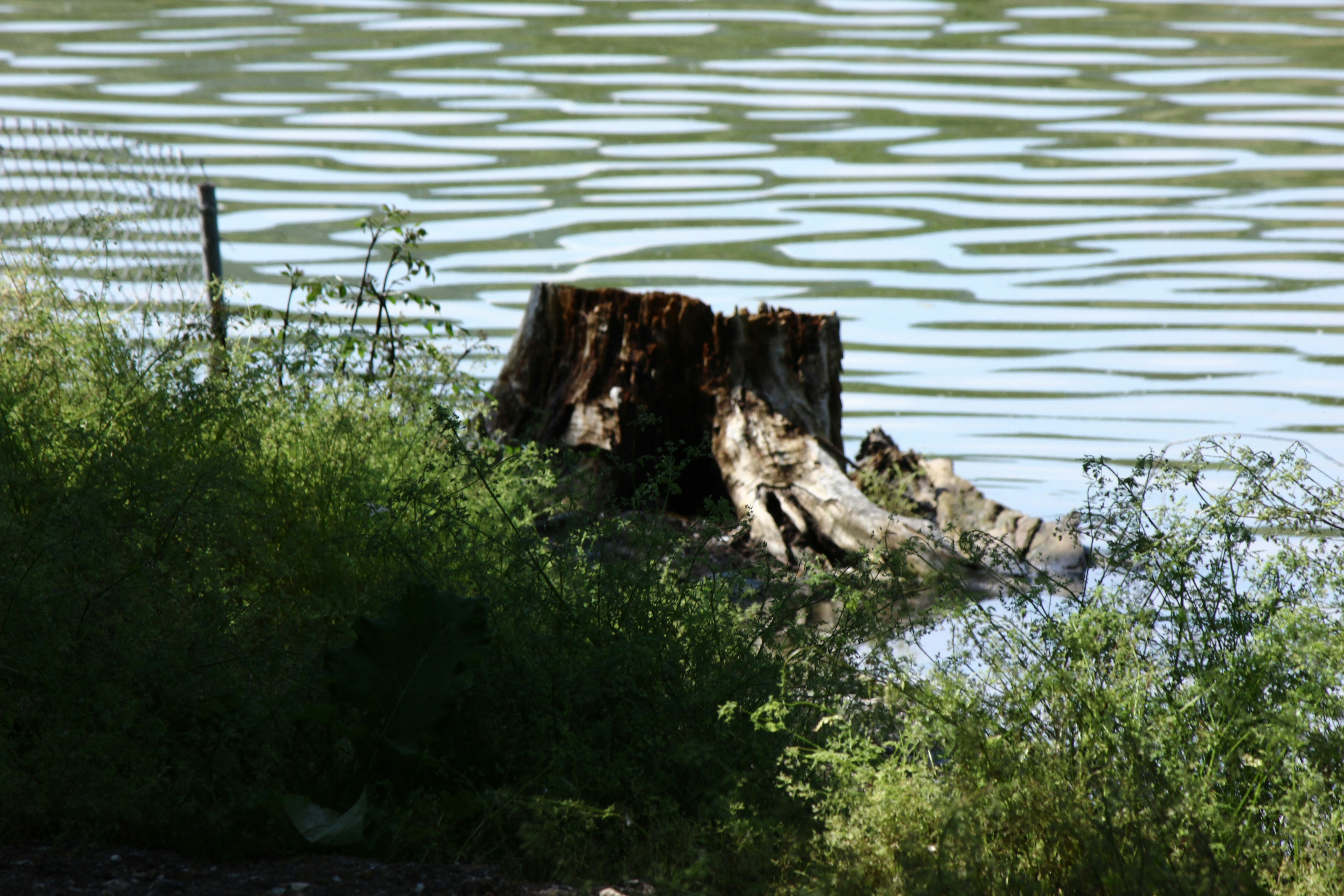 A tree stump sits by rippling water with green foliage.