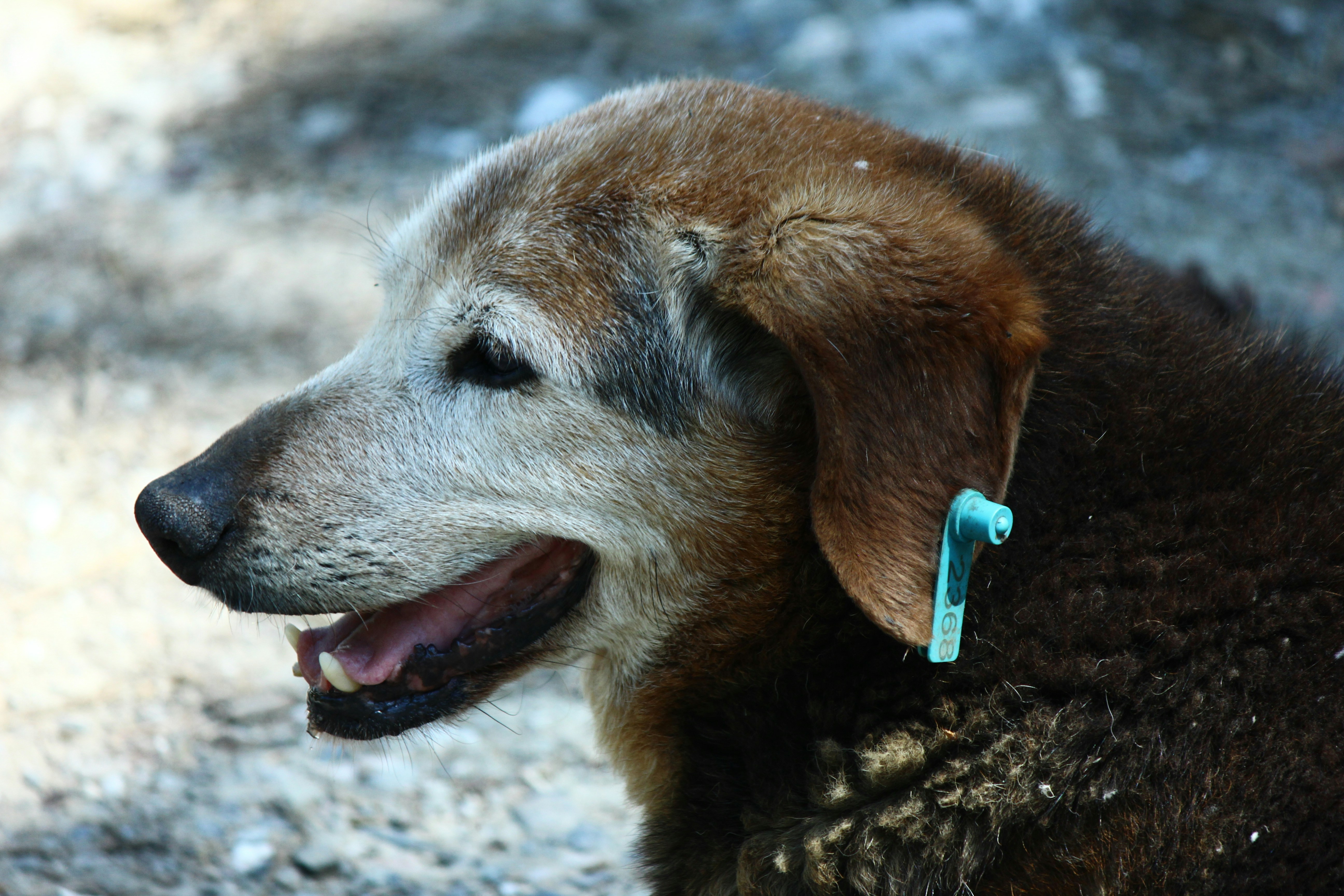 An old dog with a blue ear tag looking left.