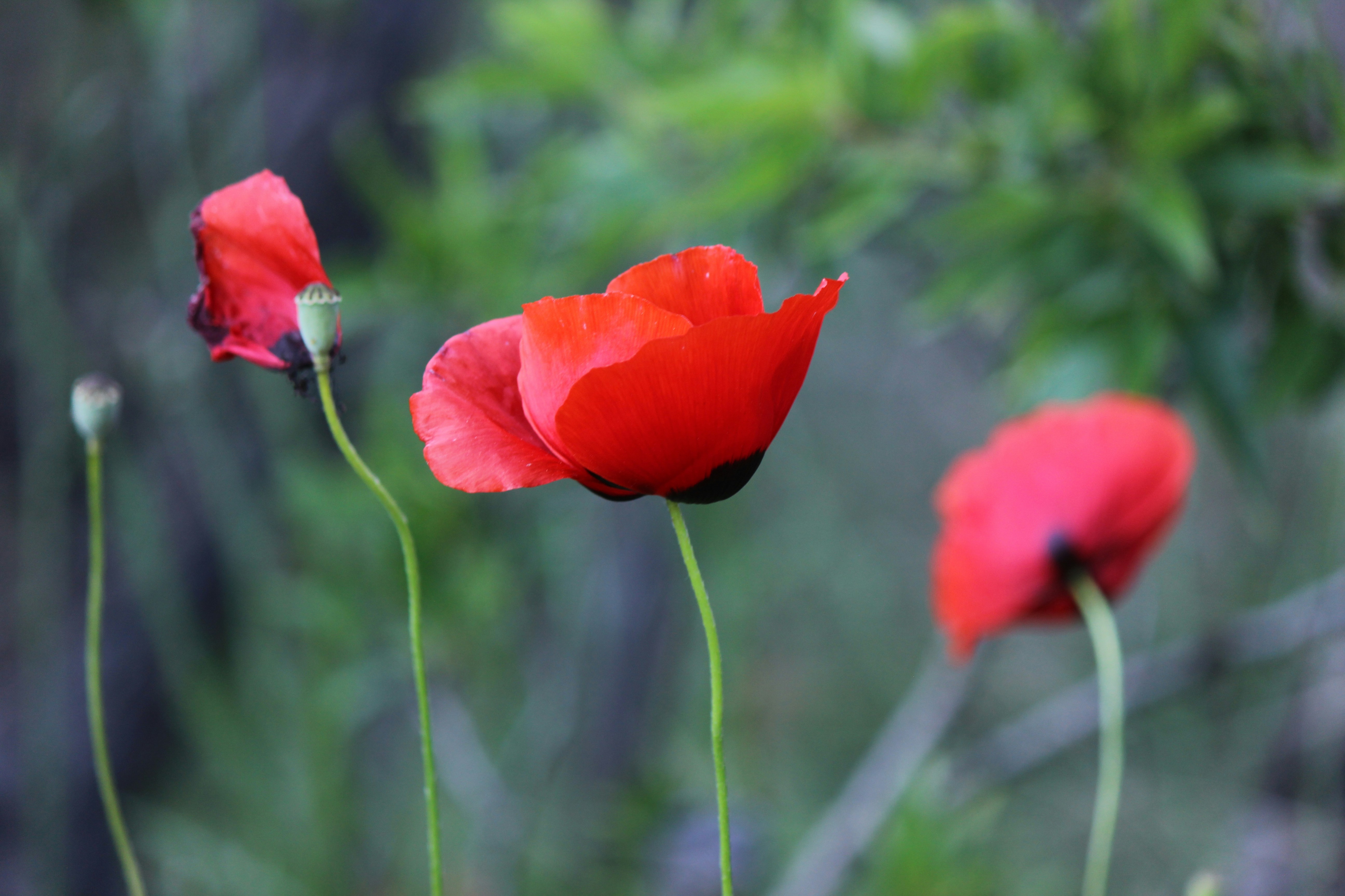 Photo by cengizozarpat