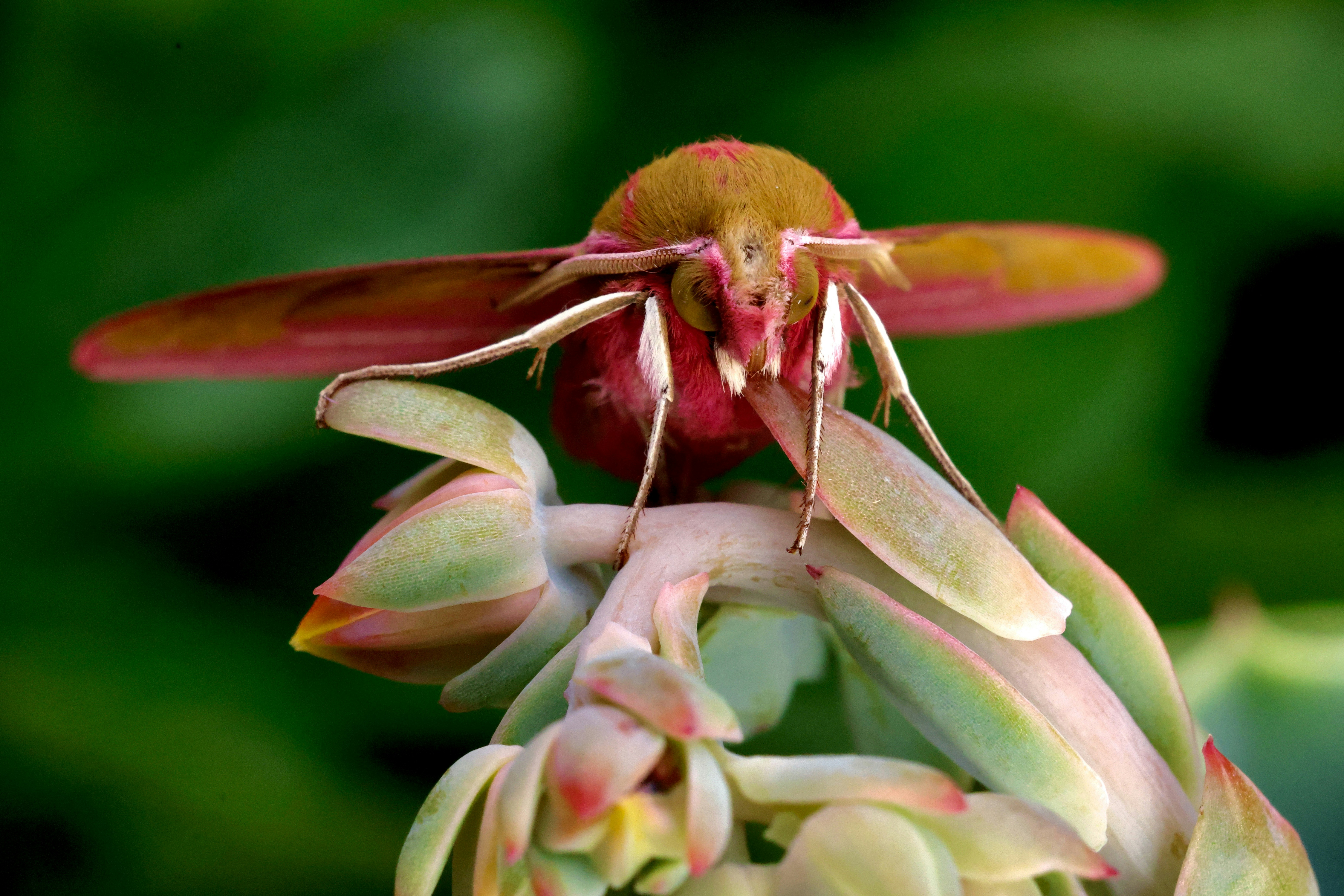 A vibrant red moth rests on a green succulent.