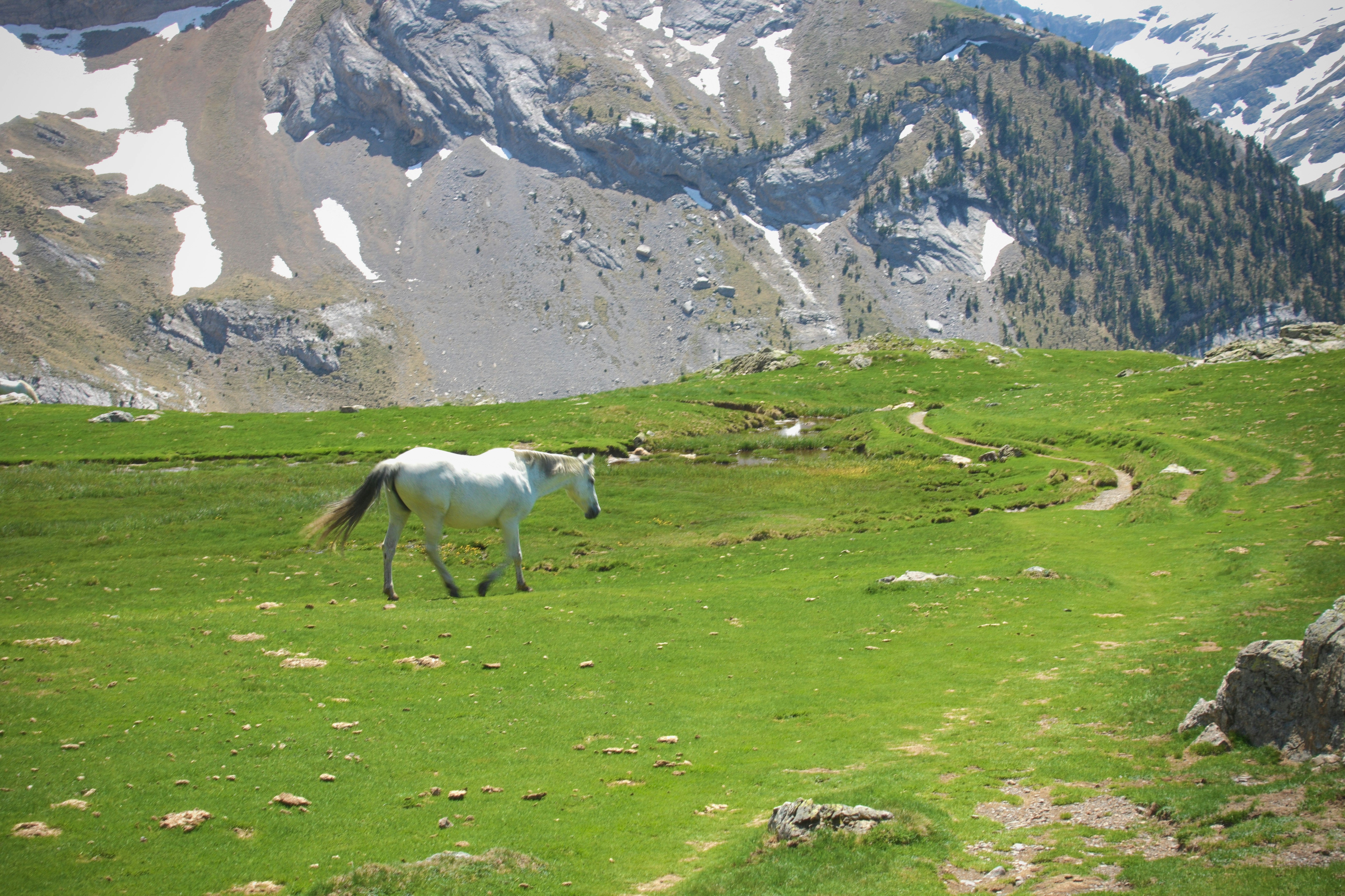 Pilgrims trekking through a snowy mountain path towards the Amarnath Cave, guided by local porters and ponies, showcasing the challenging terrain.