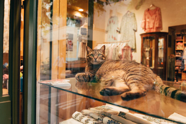Gato deitado na vitrine da loja de pet