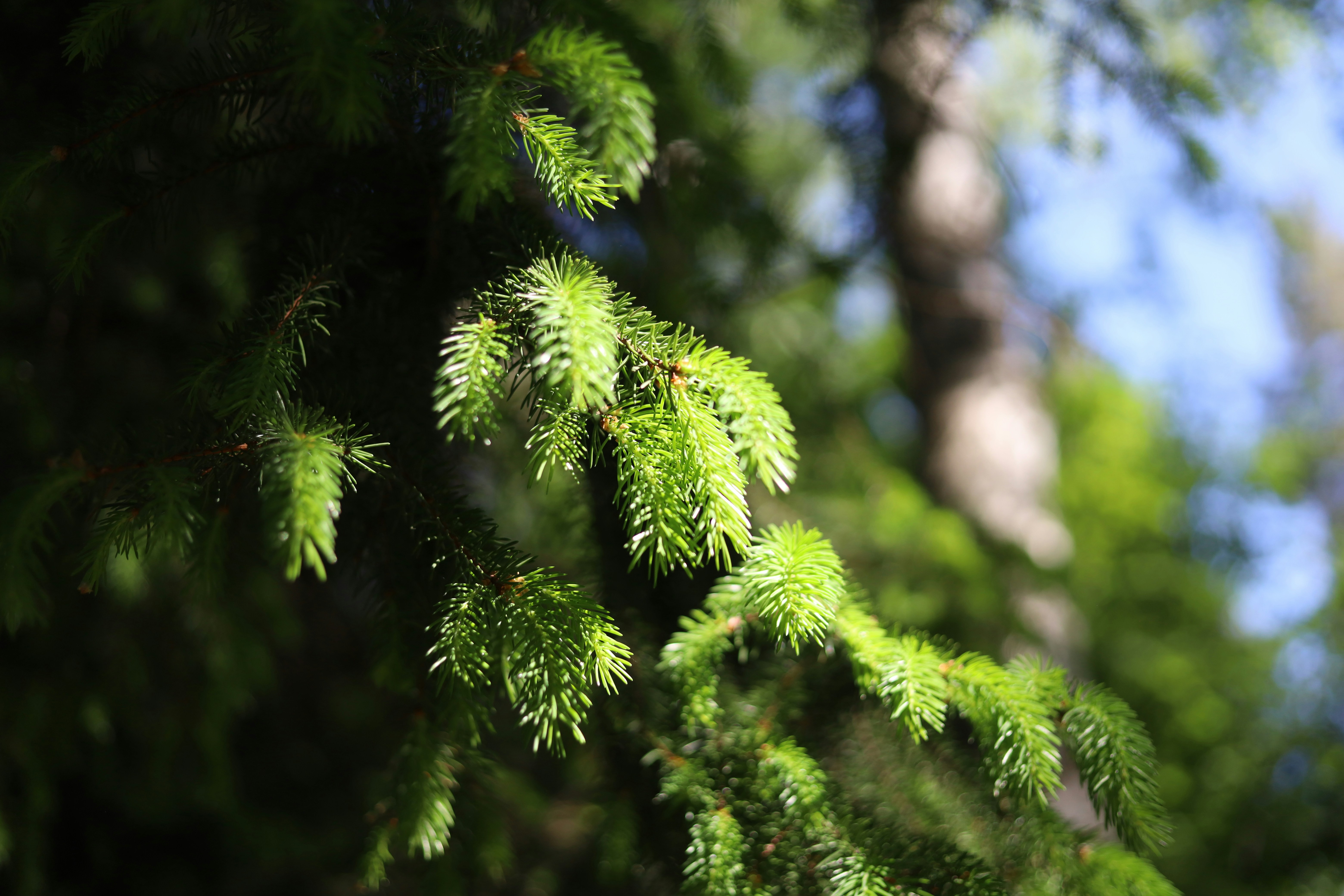 Fresh green pine needles on a tree branch in sunlight.