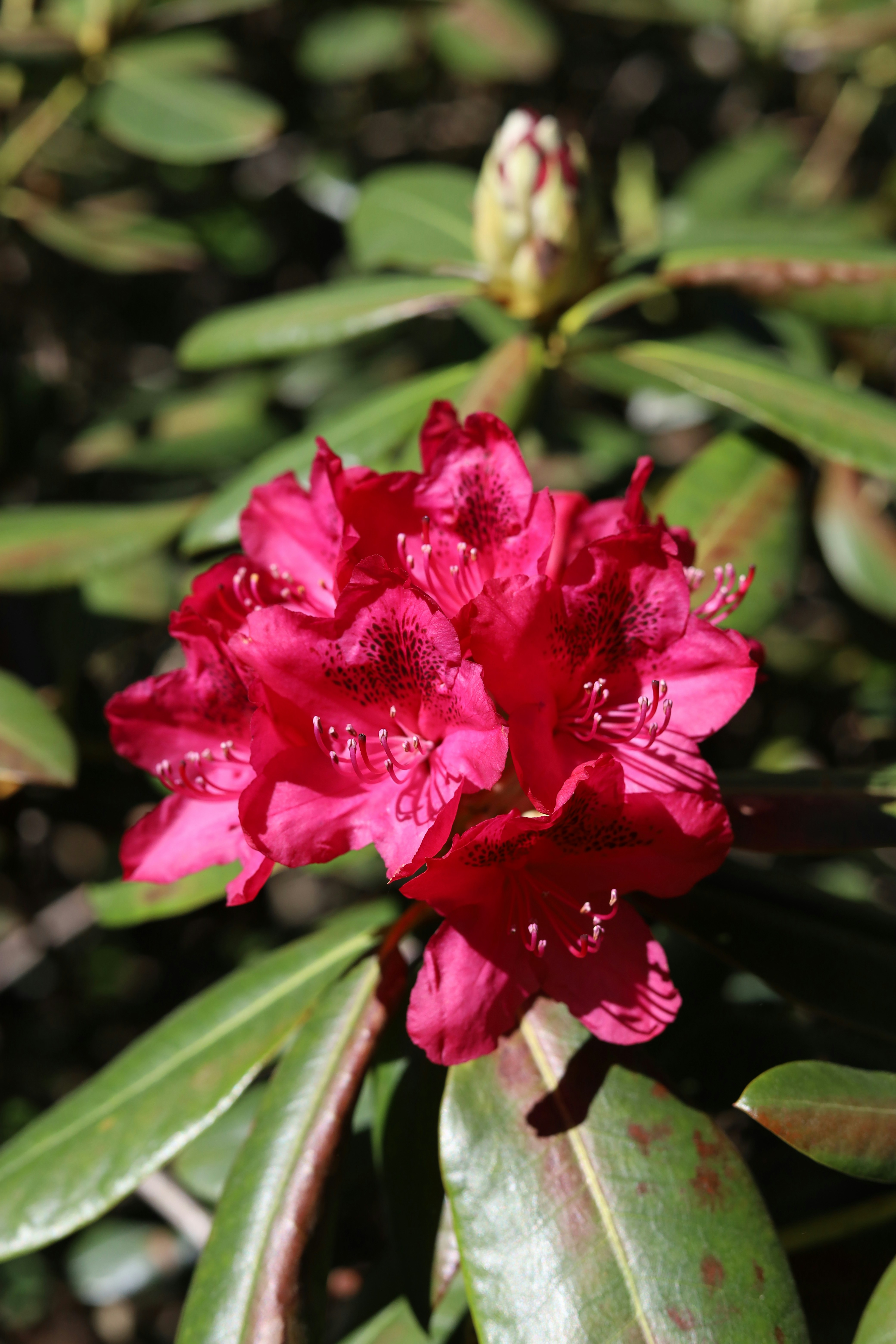 A vibrant red rhododendron flower blooming among green leaves.