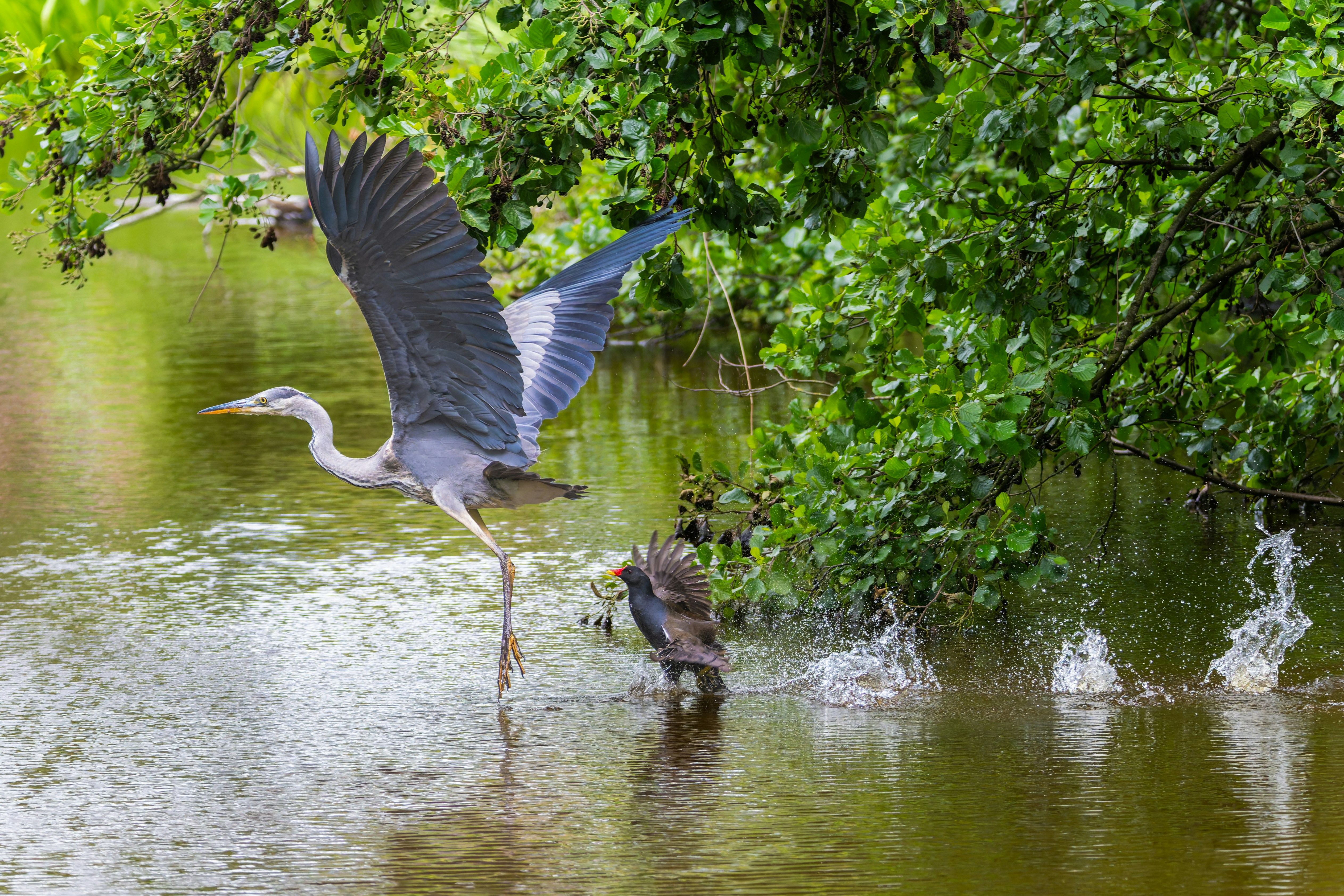 A grey heron takes flight from a shallow river.