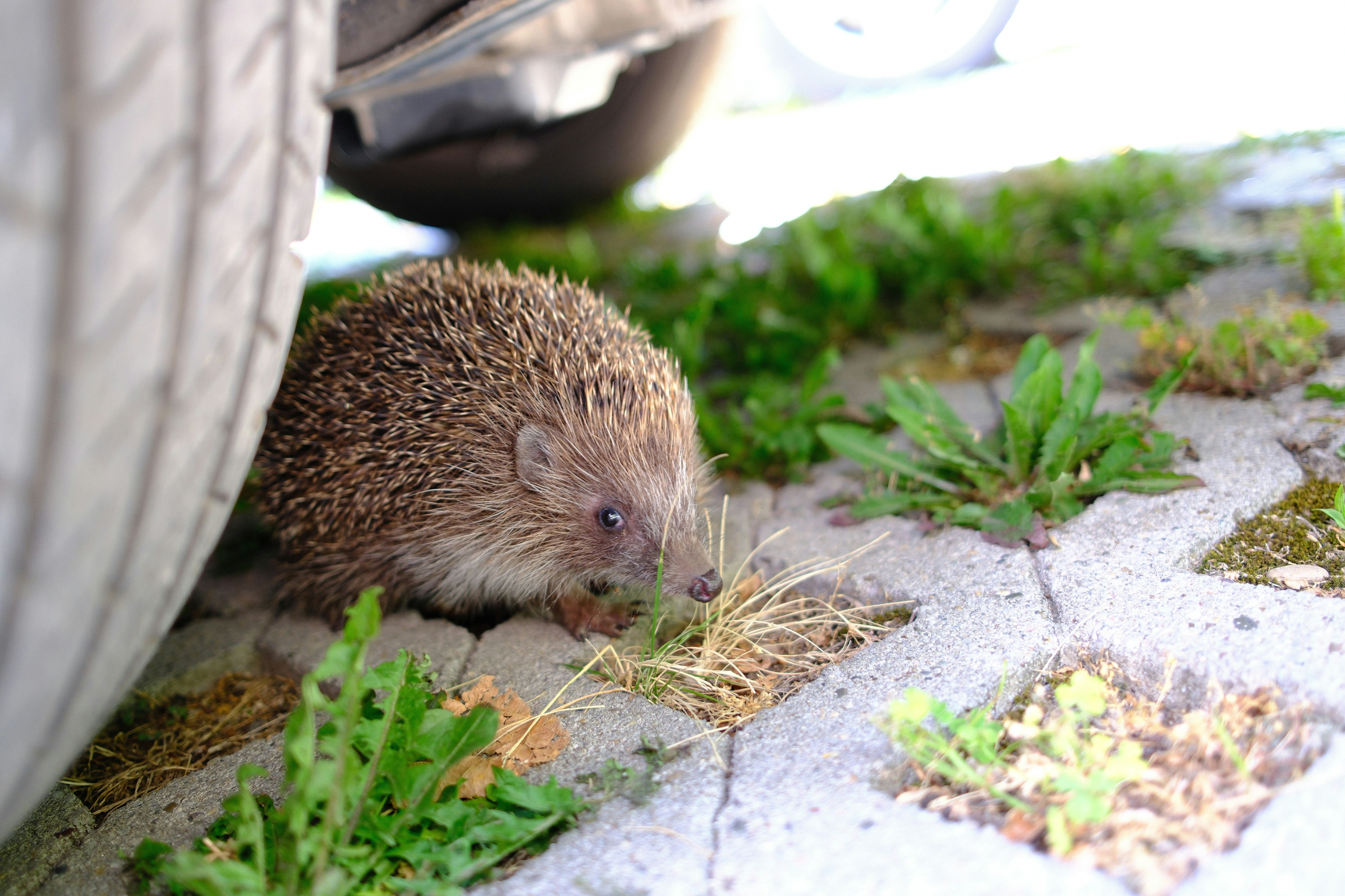 Pet hedgehog eating mealworm during live insects for hedgehogs feeding session