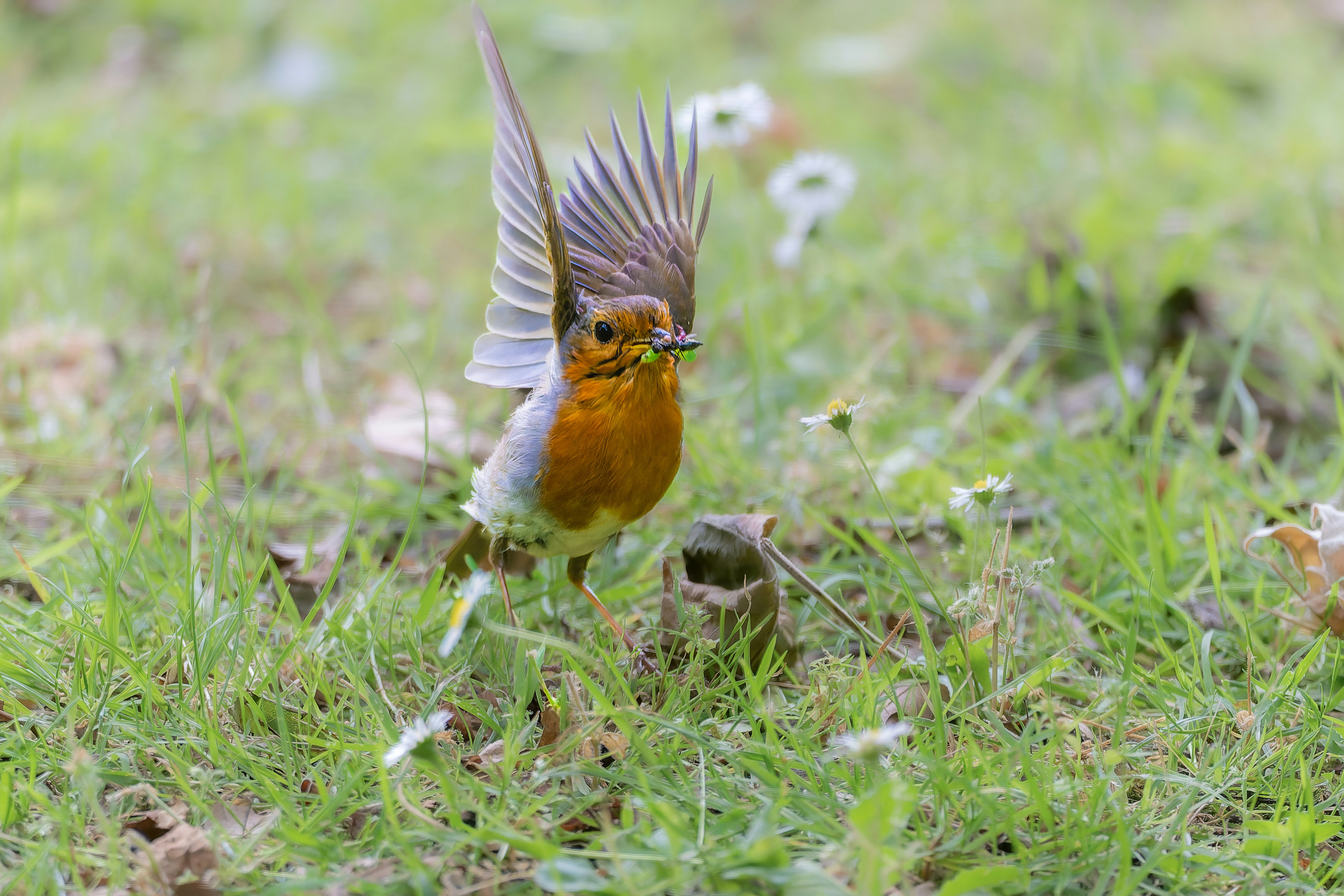 A robin with outstretched wings stands on green grass.