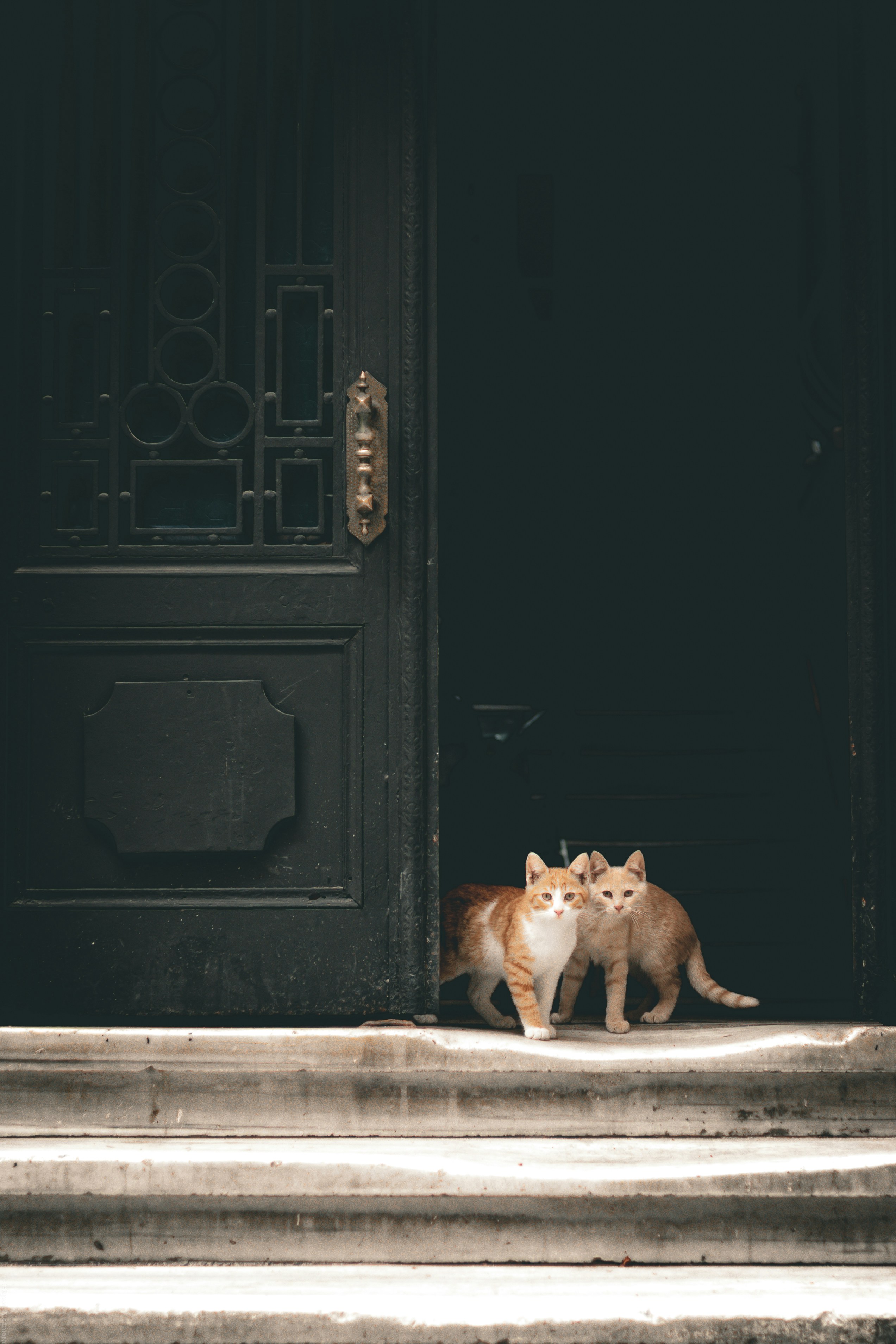 Two orange cats stand on steps by a dark door.