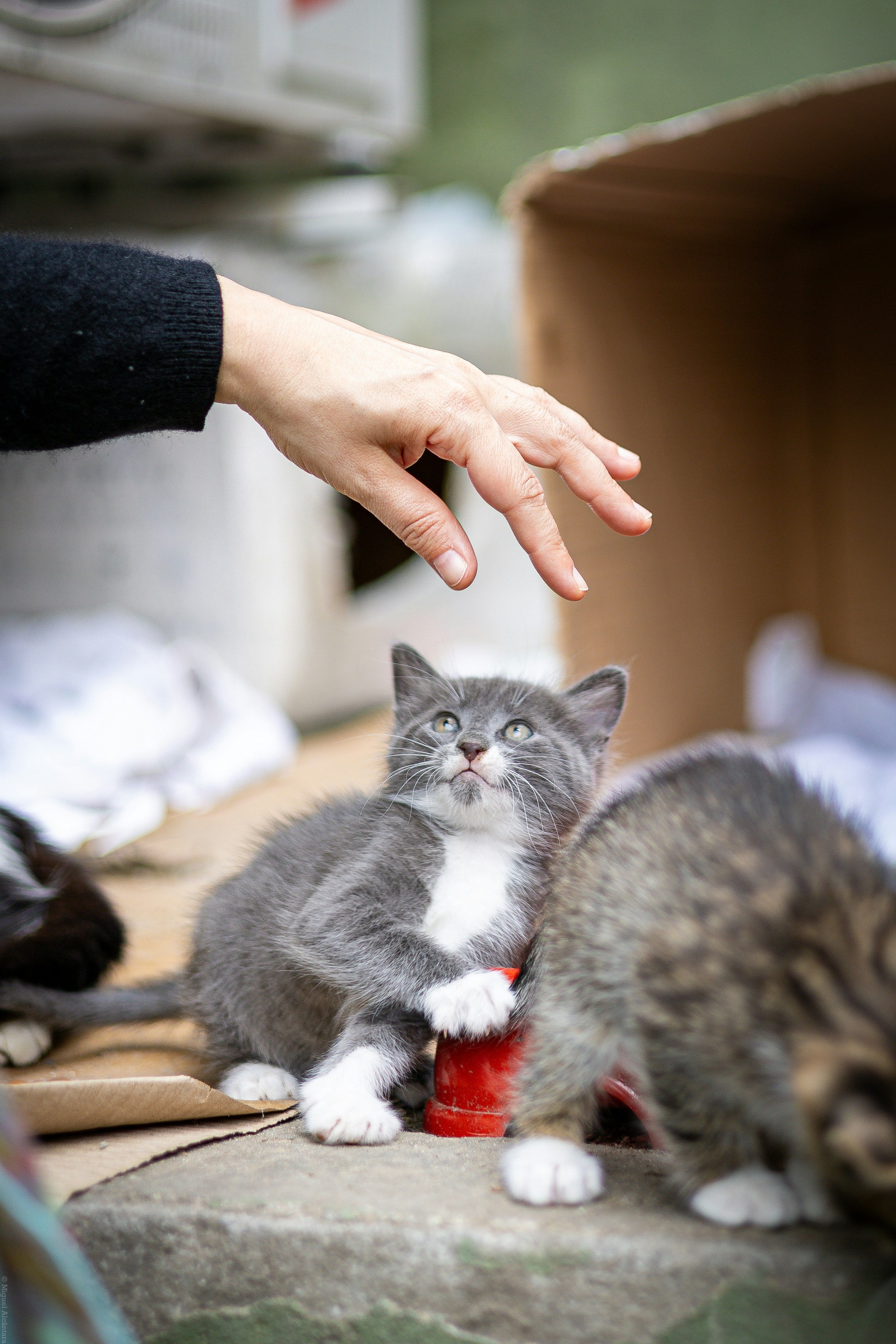 A hand reaches towards a small grey and white kitten.