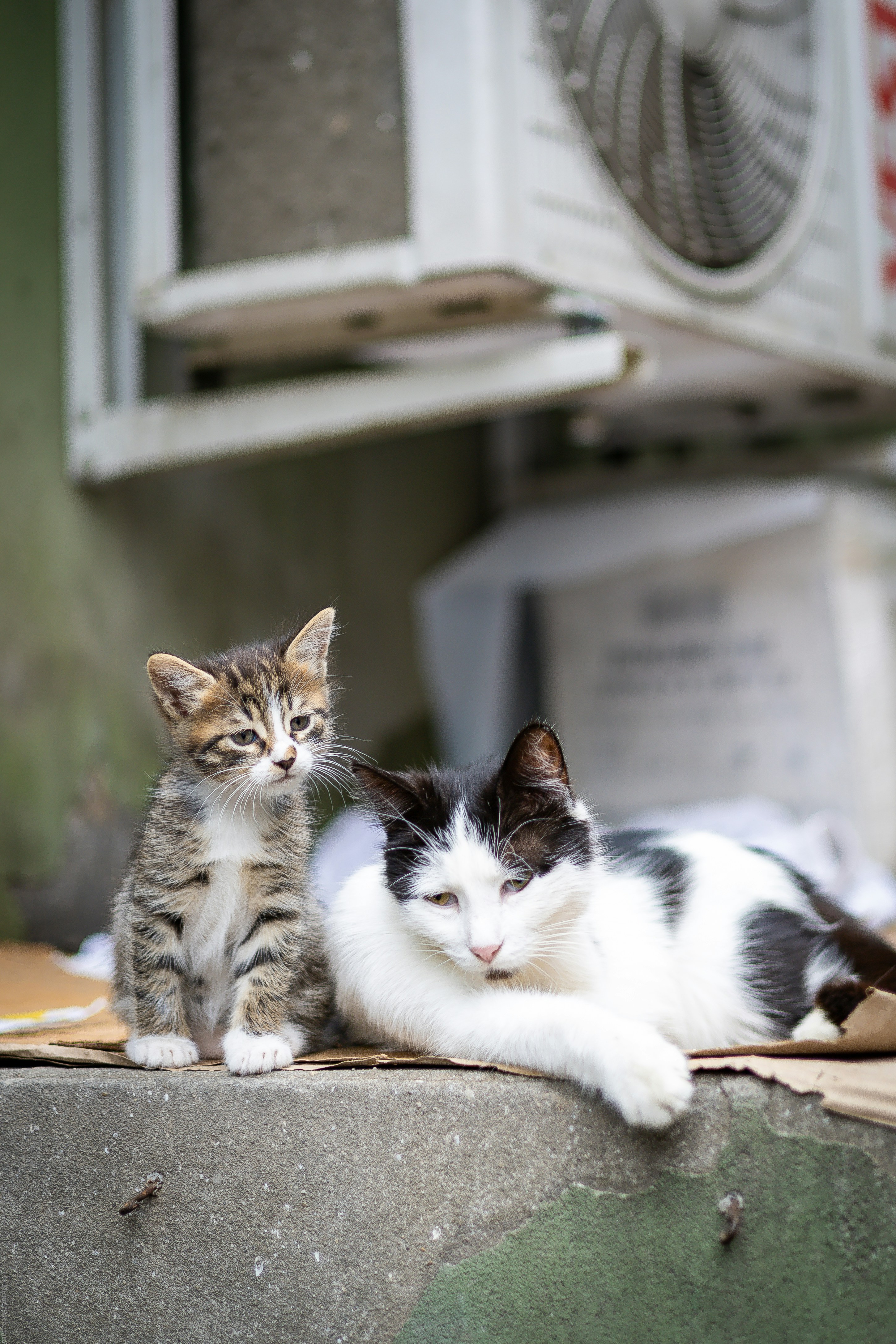 A black and white cat lying with a tabby kitten.