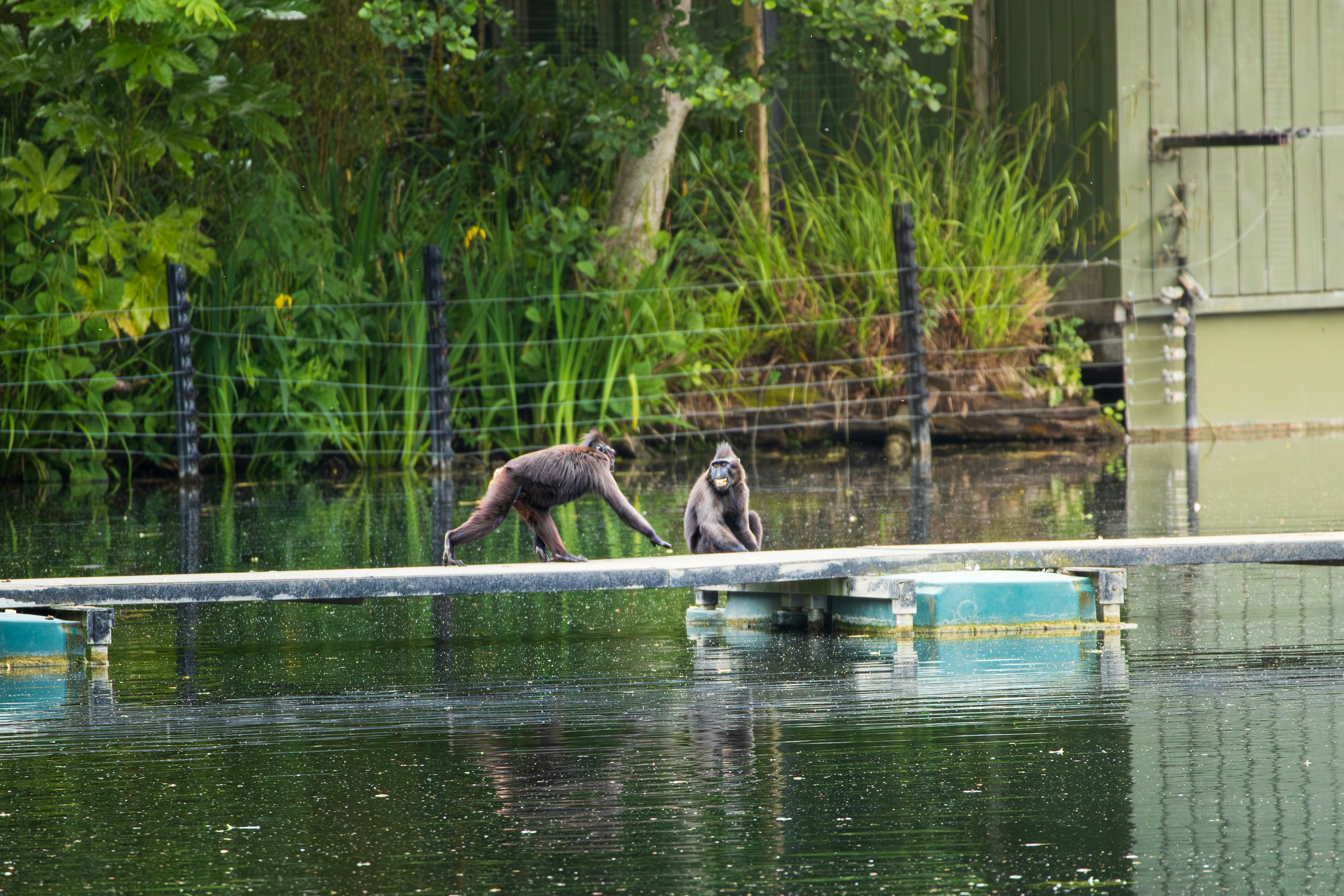 Two monkeys on a floating platform over water.
