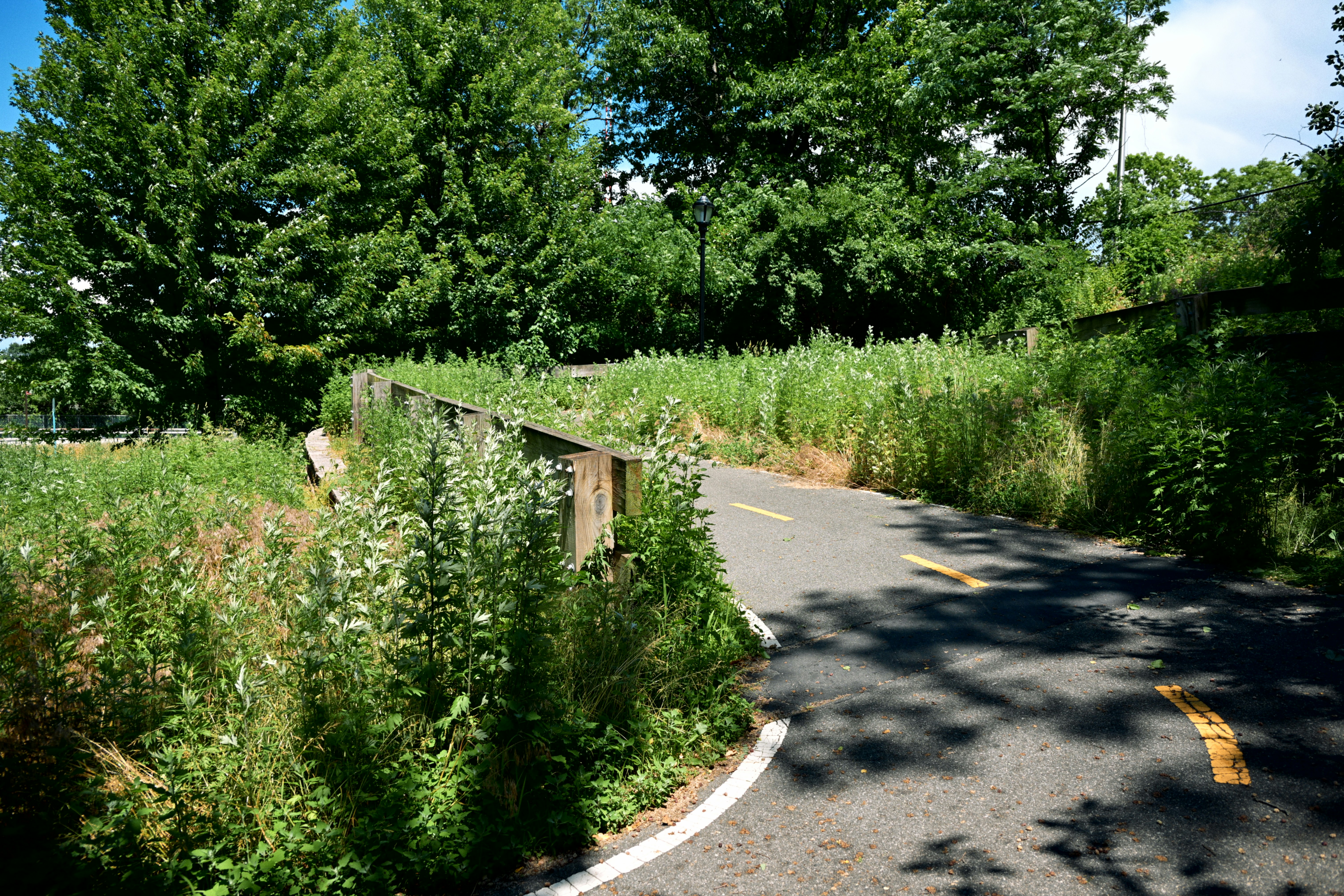 Paved path curving through dense green foliage and trees.
