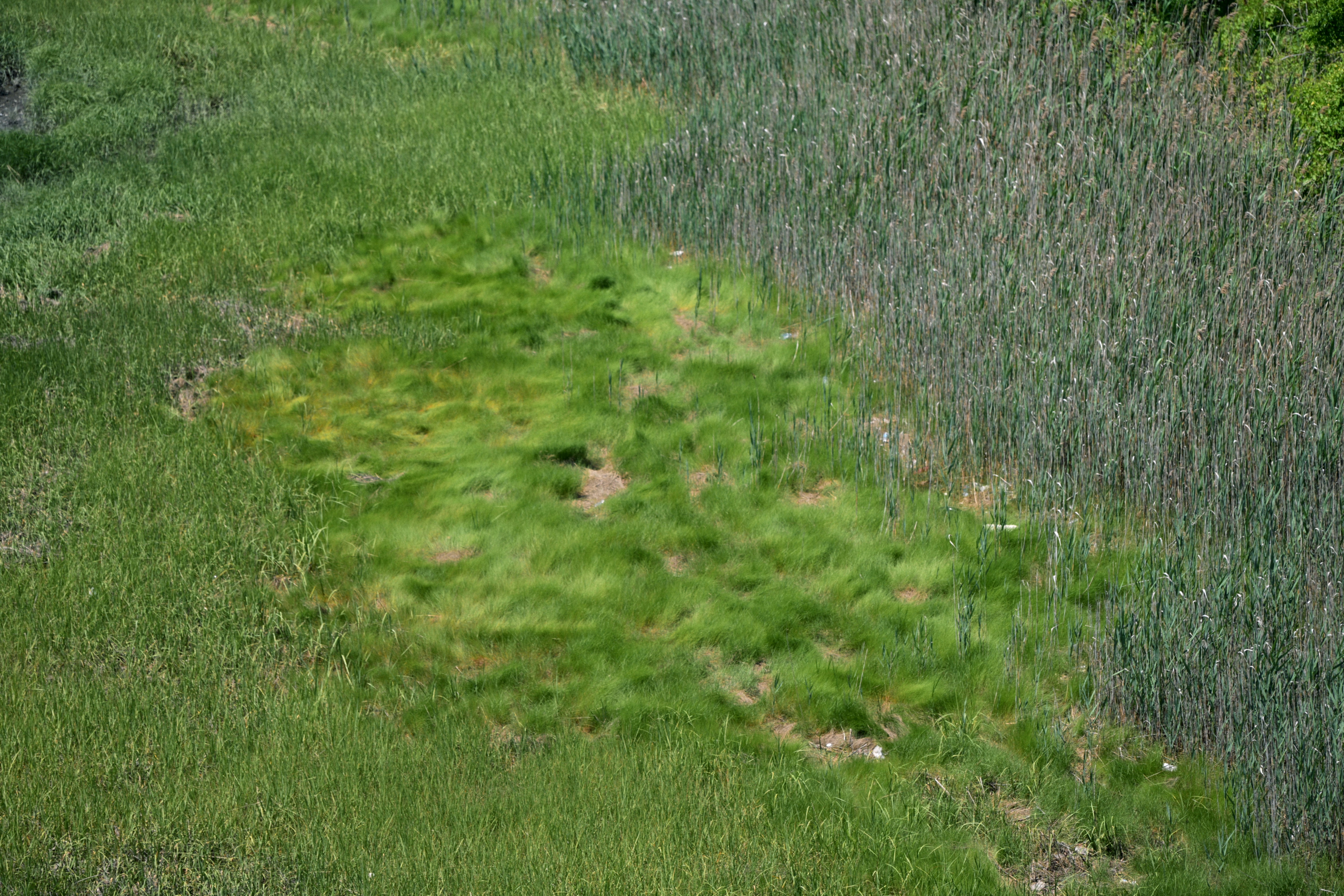 Patch of bright green grass amidst darker reeds.