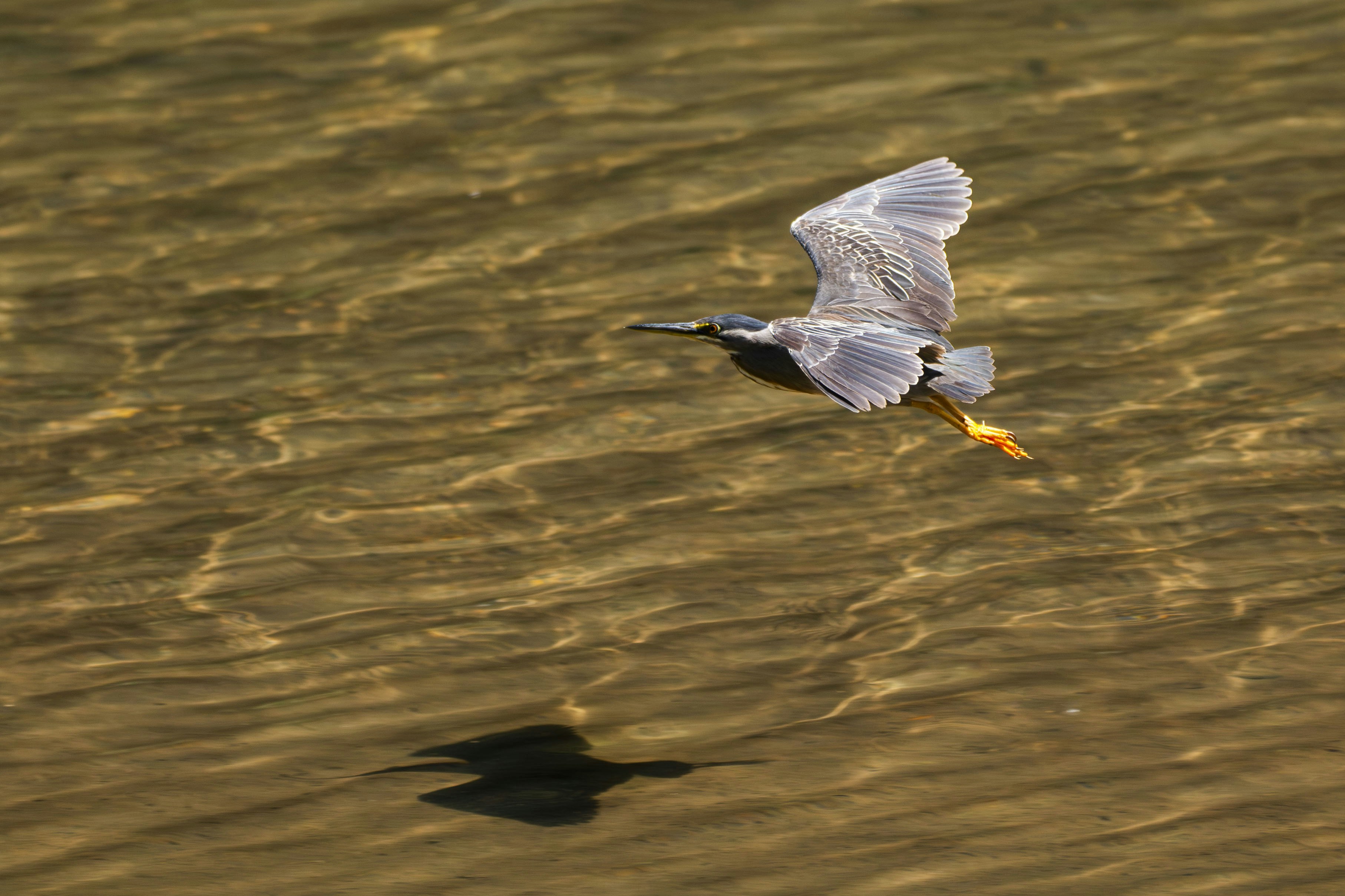 Photo by eversonvansoski