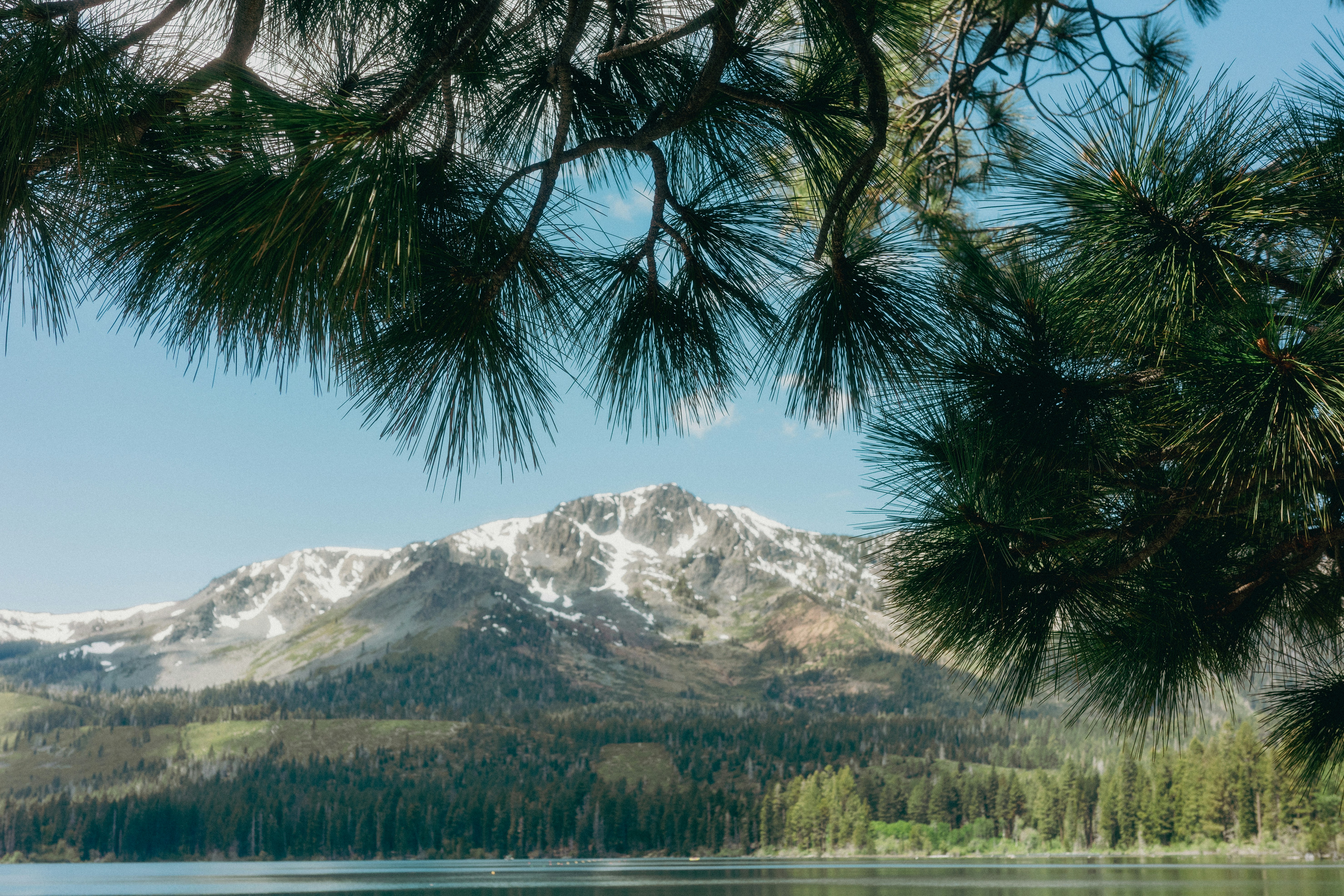 Snow-capped mountain behind a lake, framed by pine branches.