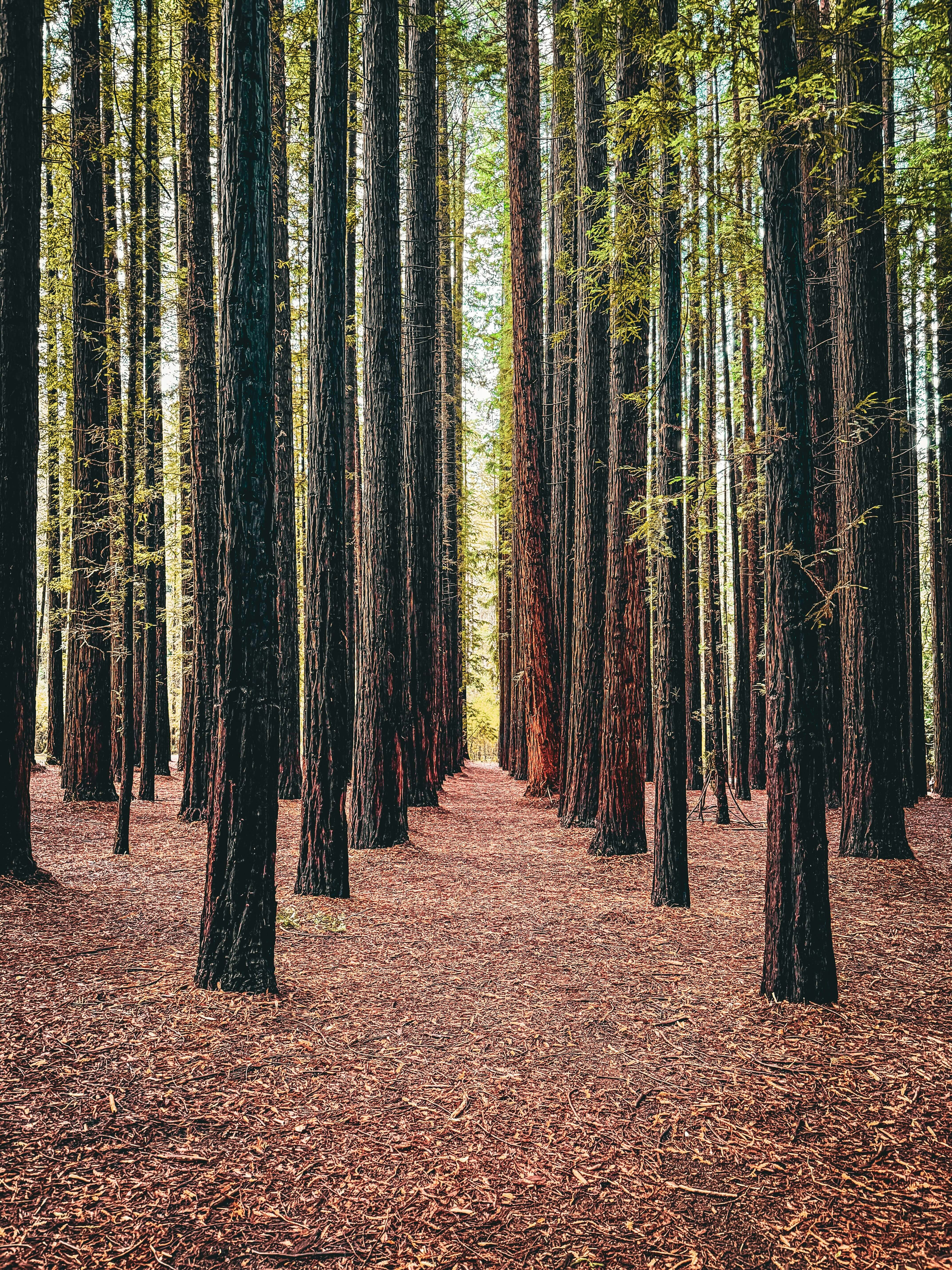 Tall redwood trees line a path in a dense forest.