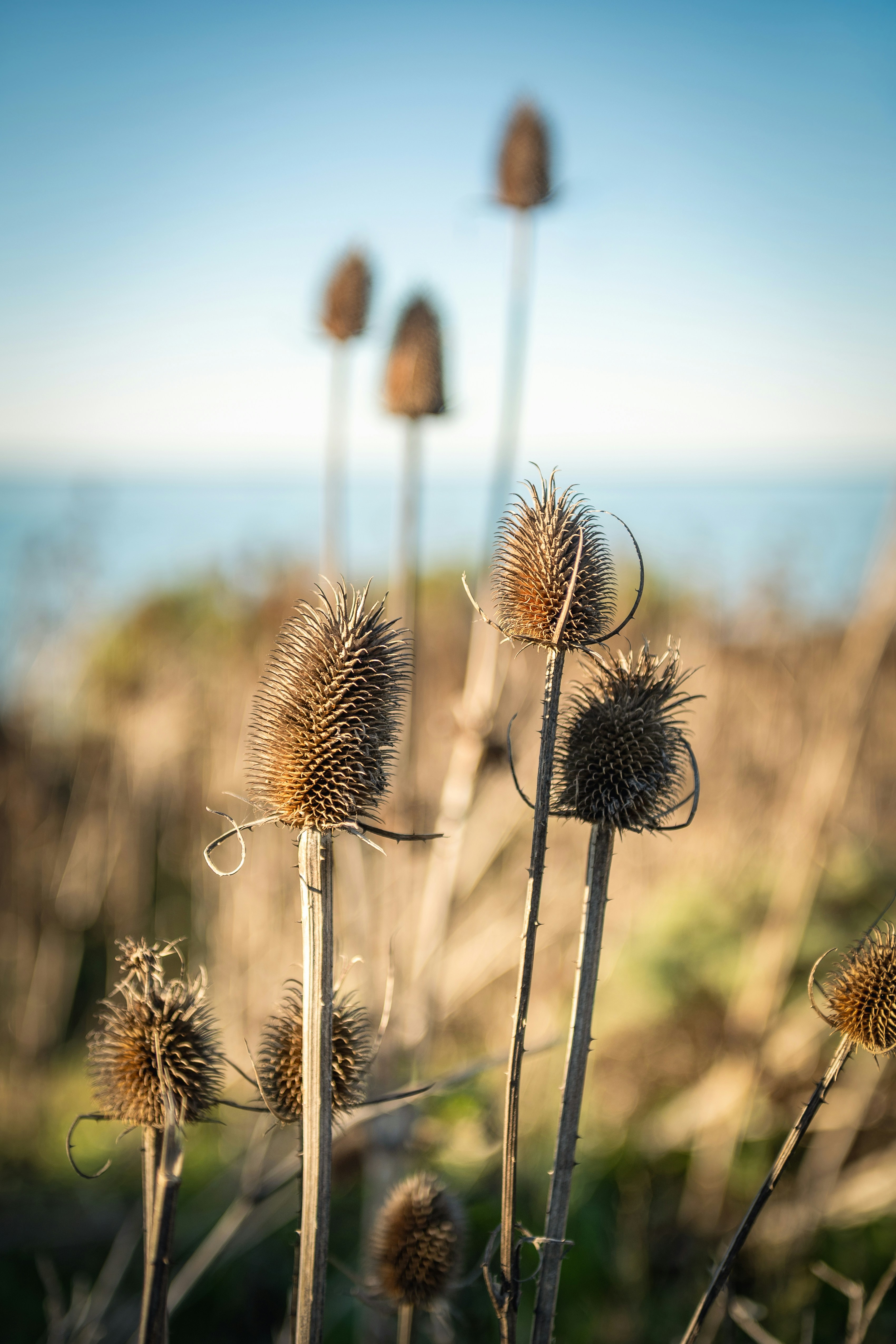 Dried thistle plants against a blurred ocean and sky.