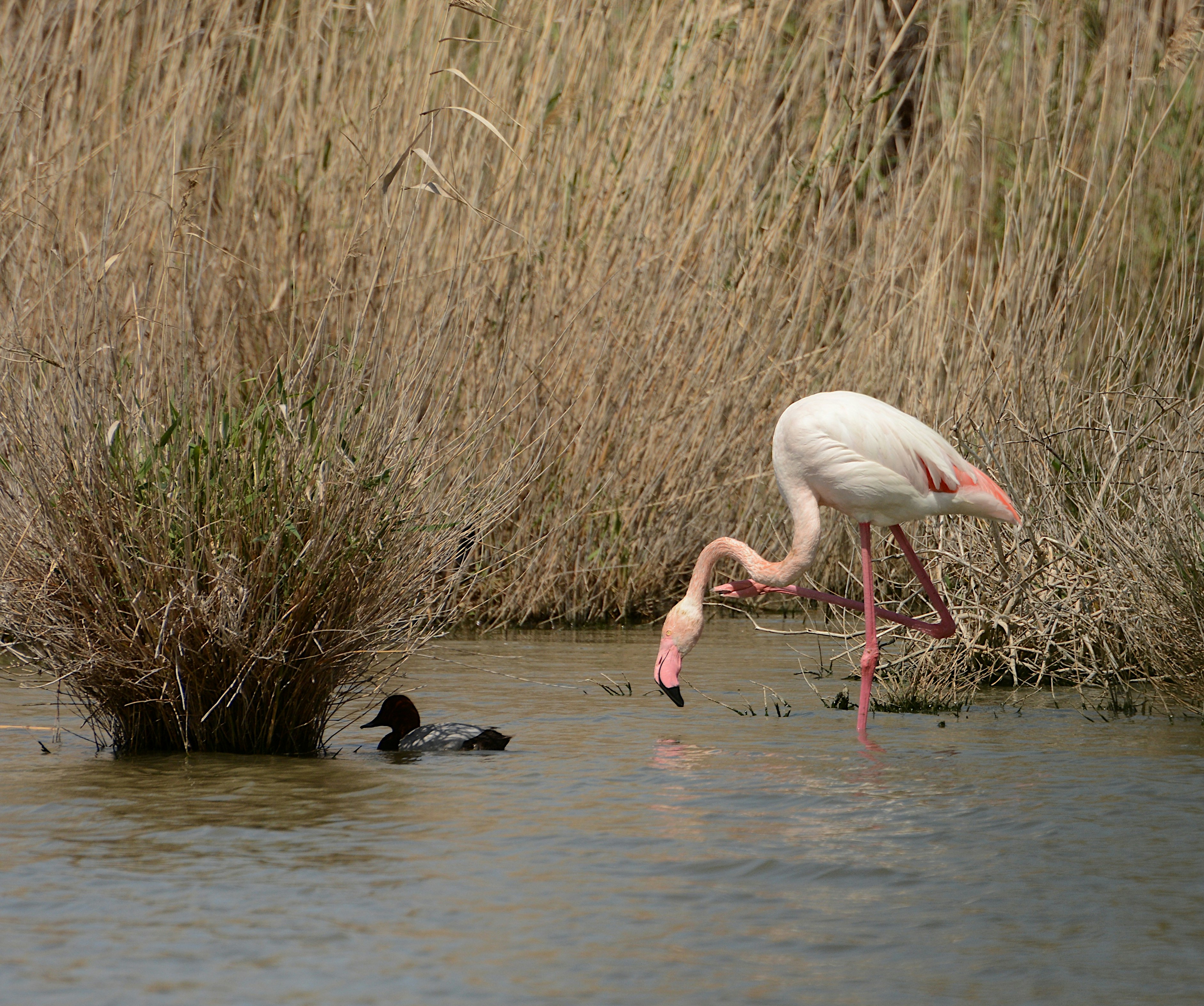 Un flamenco rosa y un pato en un pantano de juncos.