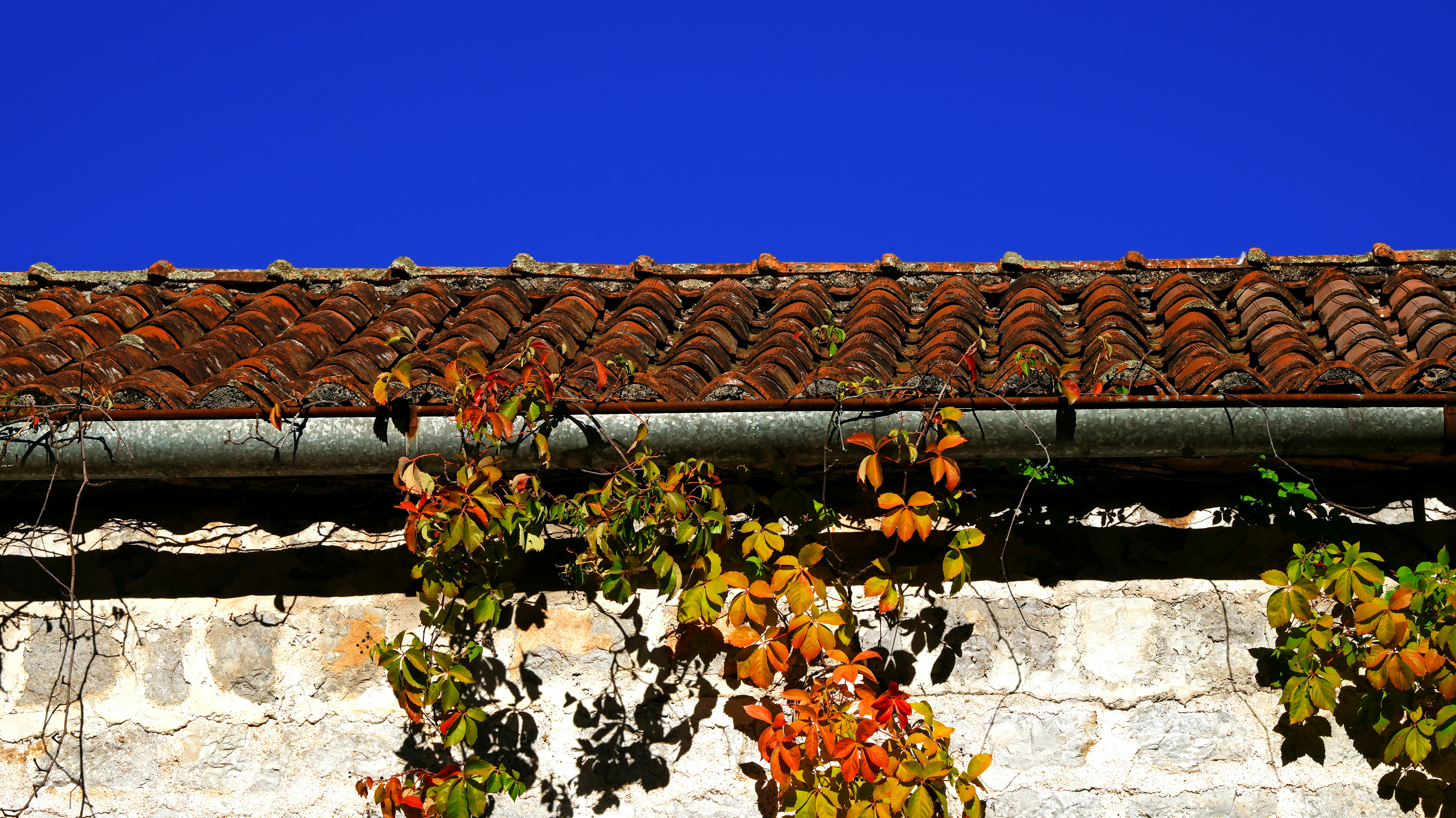 Colorful autumn vines on stone wall and old tiled roof.