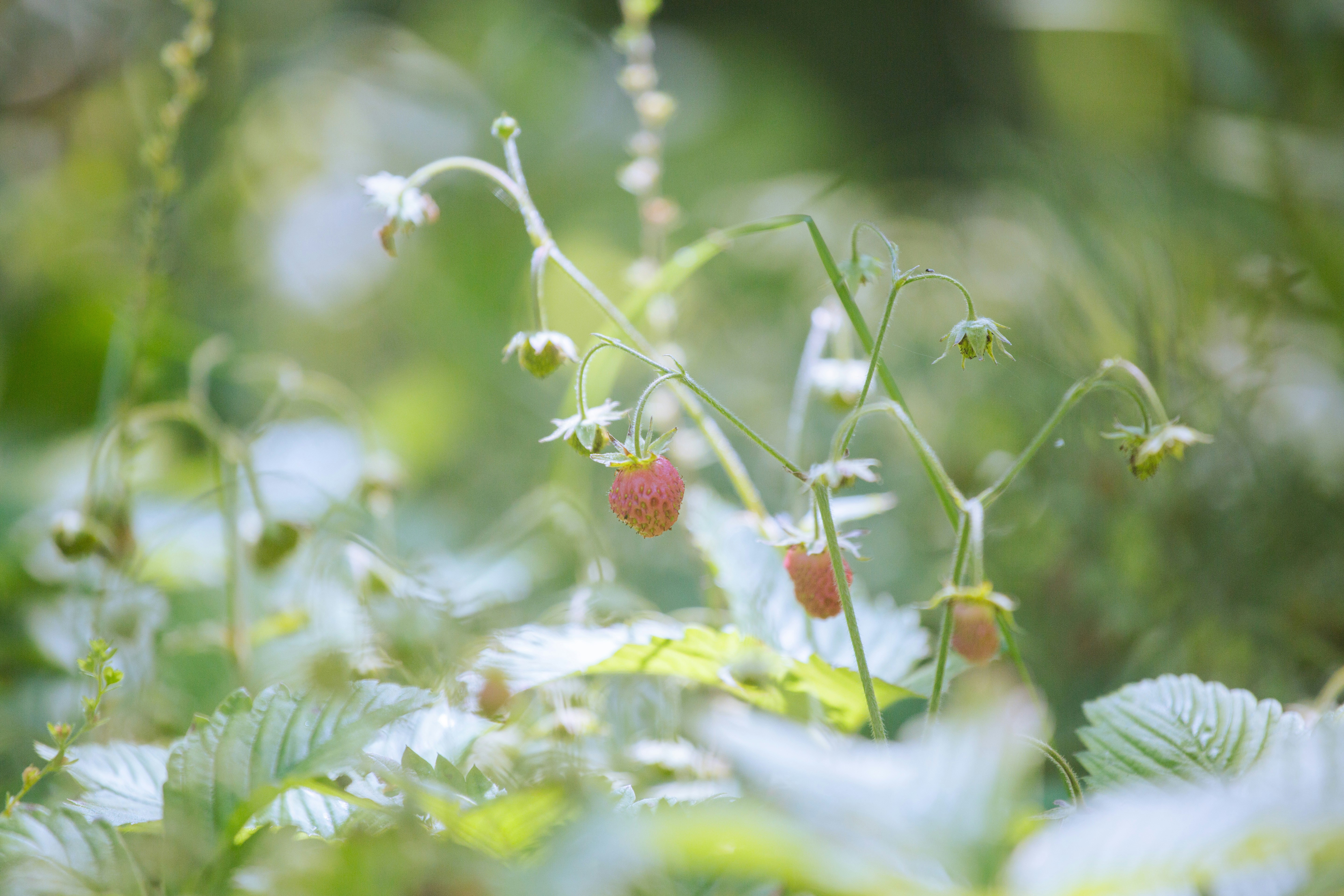 Delicate wild strawberries ripening among lush green leaves.