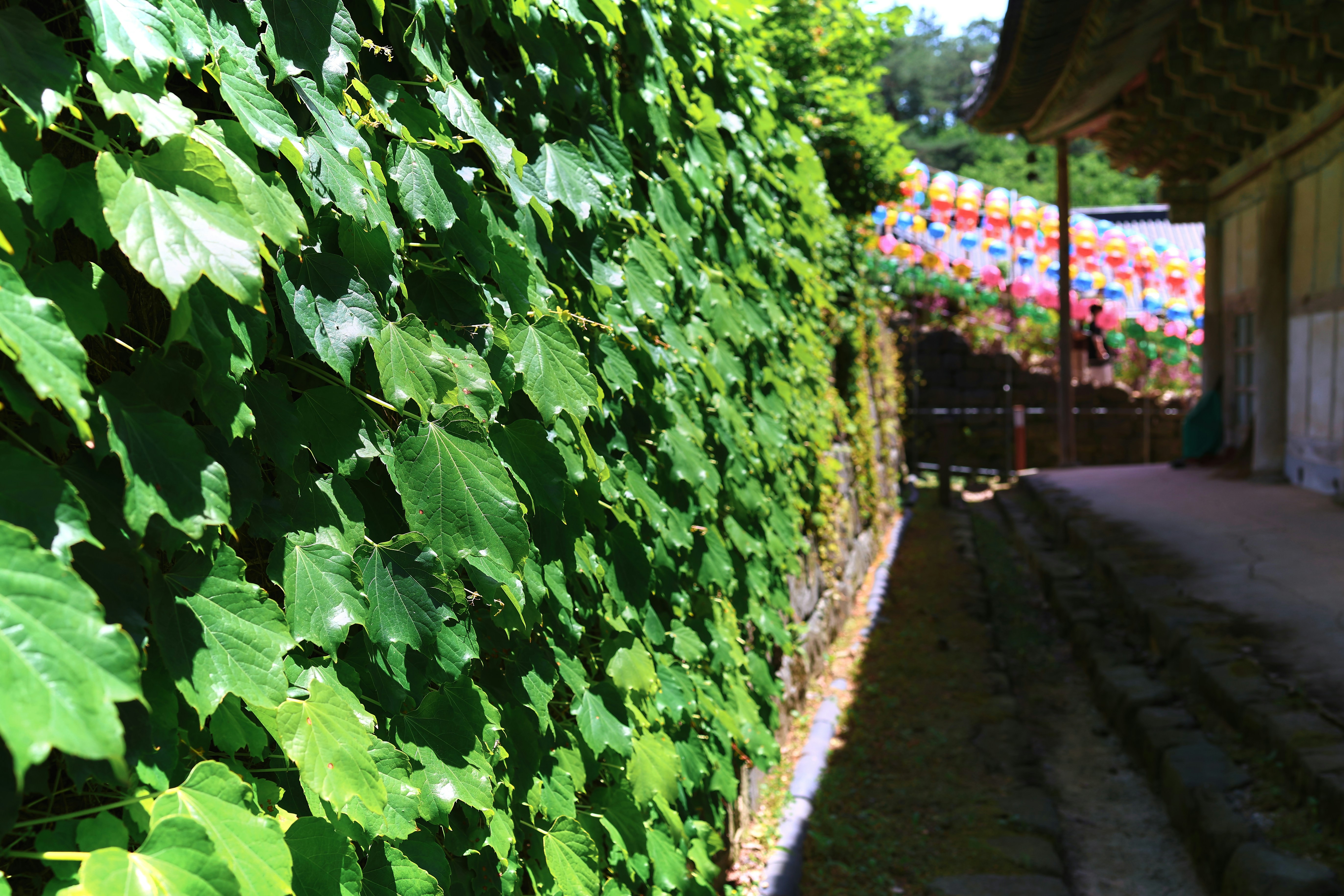 Ivy-covered wall beside a path leading to colorful lanterns.
