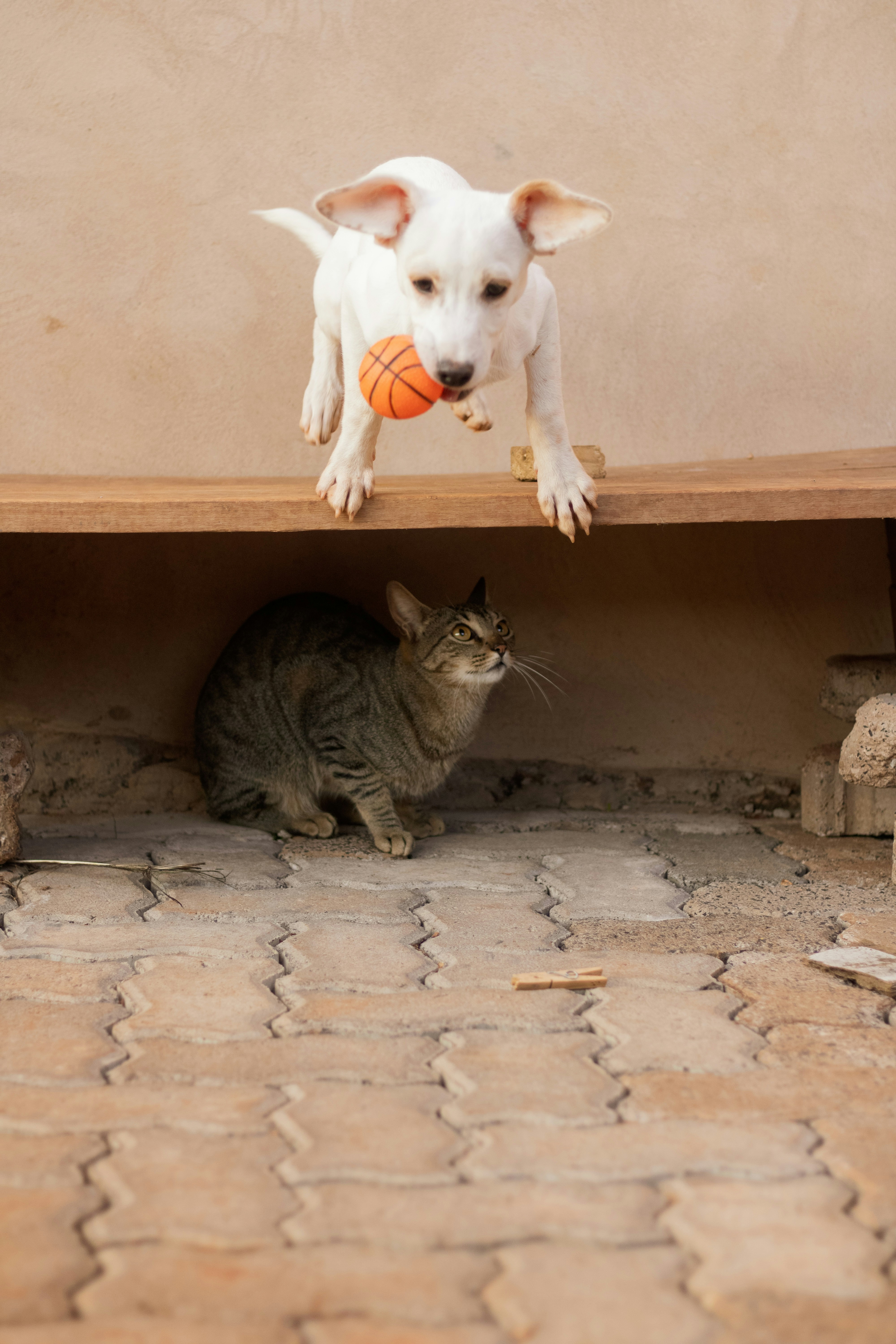 バスケットボールを持った白い犬がタビー猫の上を飛び越える。