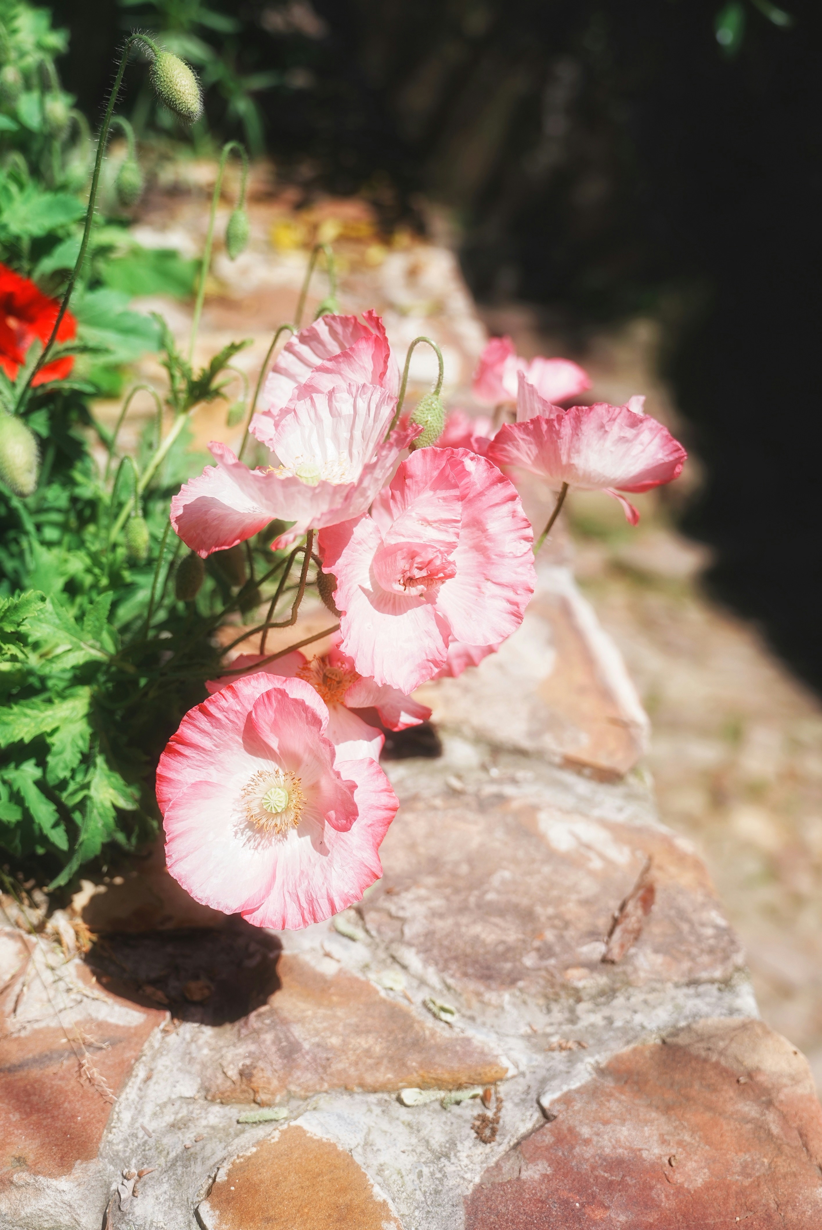 石の壁から咲くピンクと白の花。