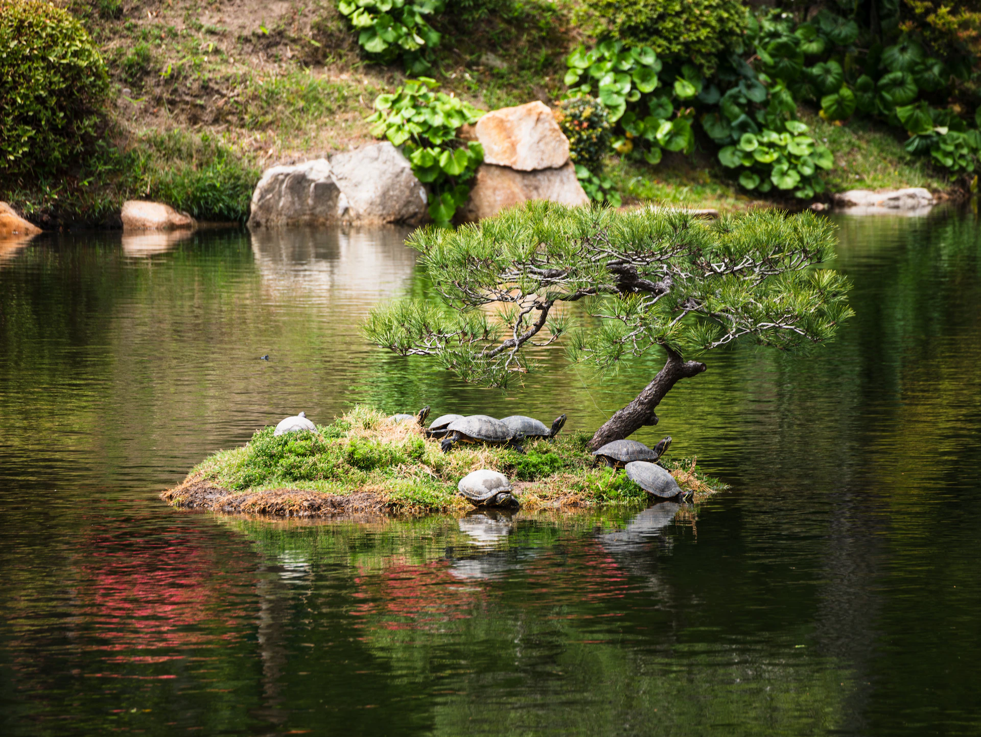 Turtles resting on a small island with a bonsai tree.