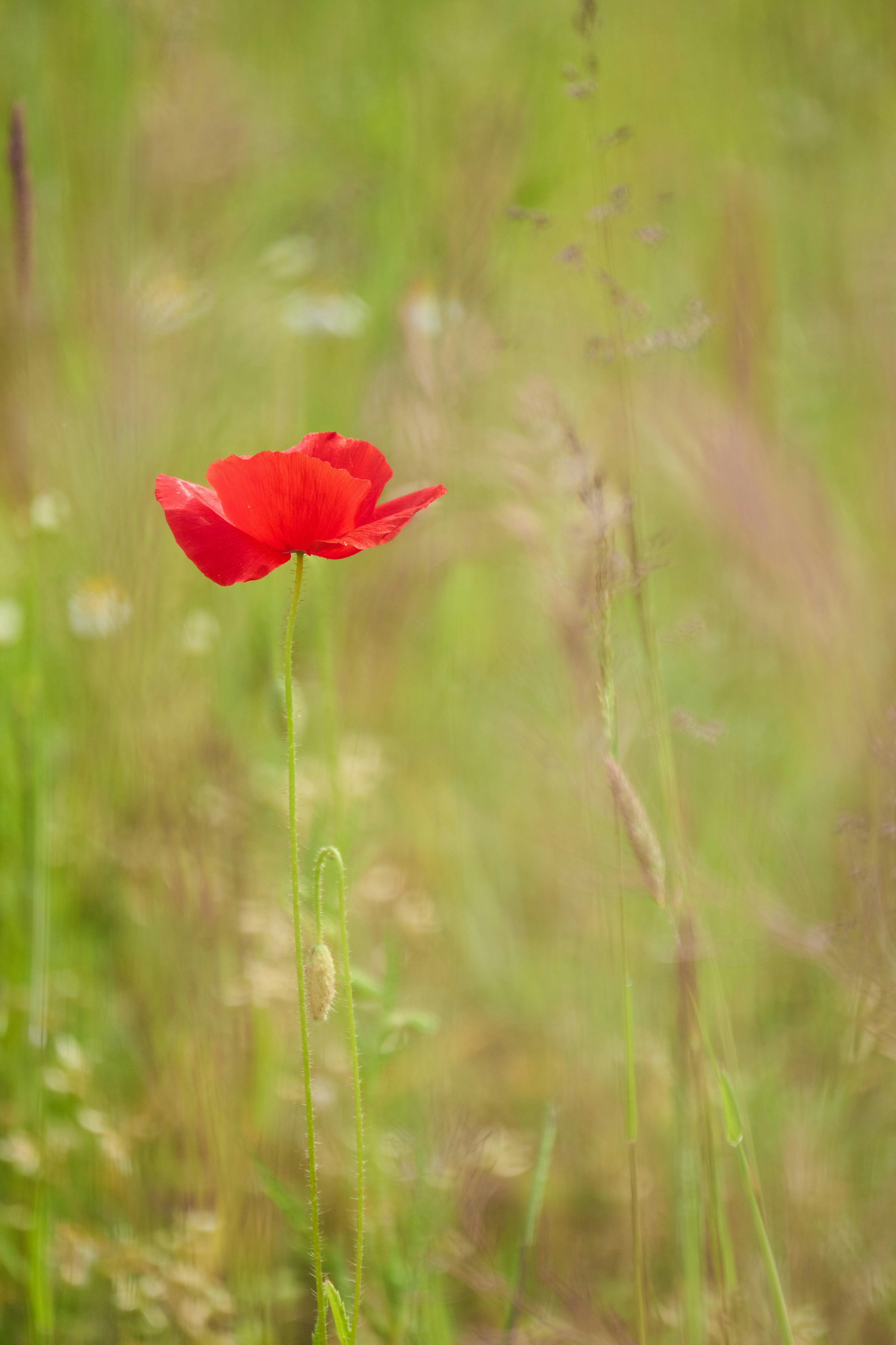 Photo by wolfgang_hasselmann