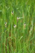 Five tall plantain stalks with seed heads against green grass.