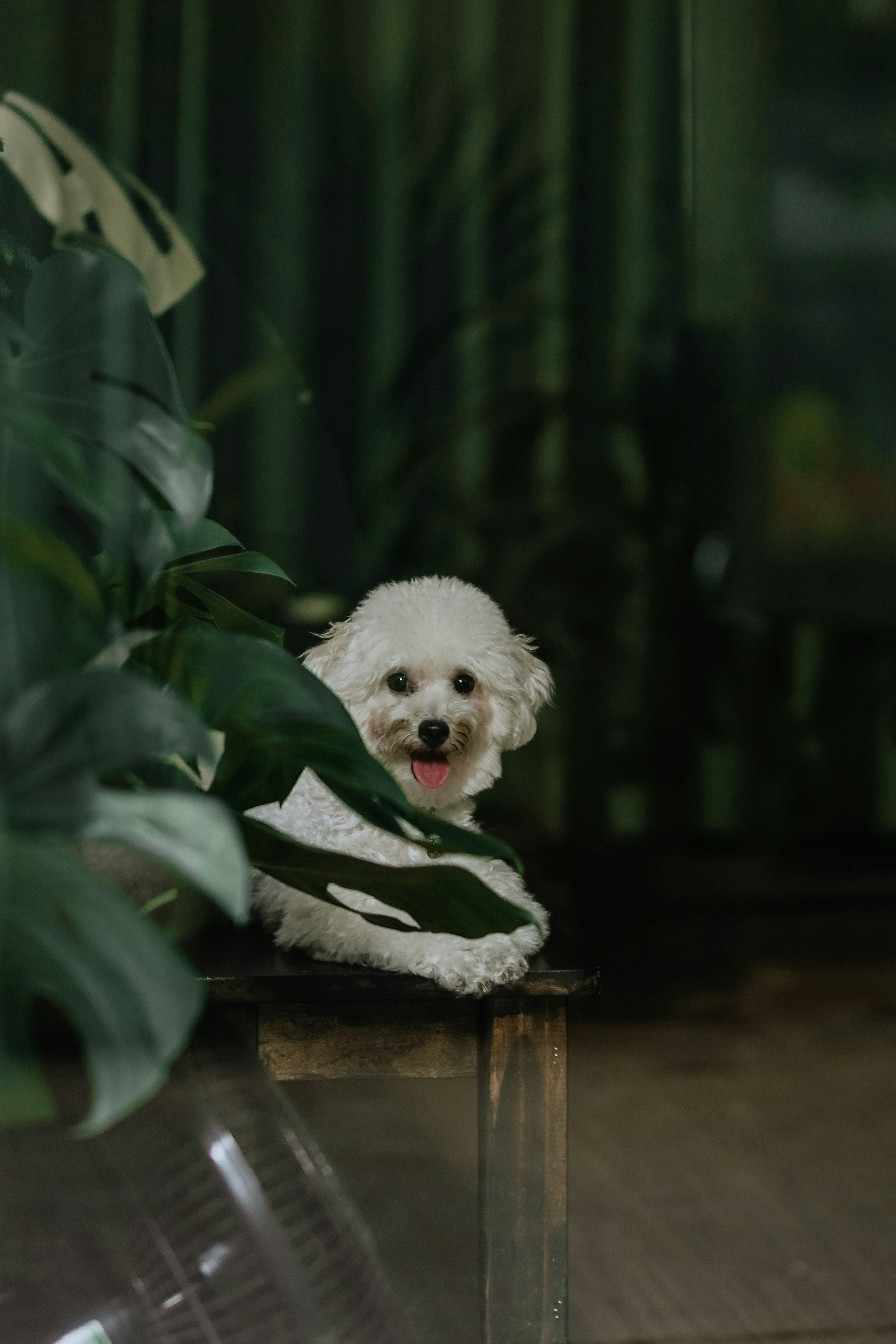 Happy white fluffy dog hiding behind green monstera leaves - Free Photo ...